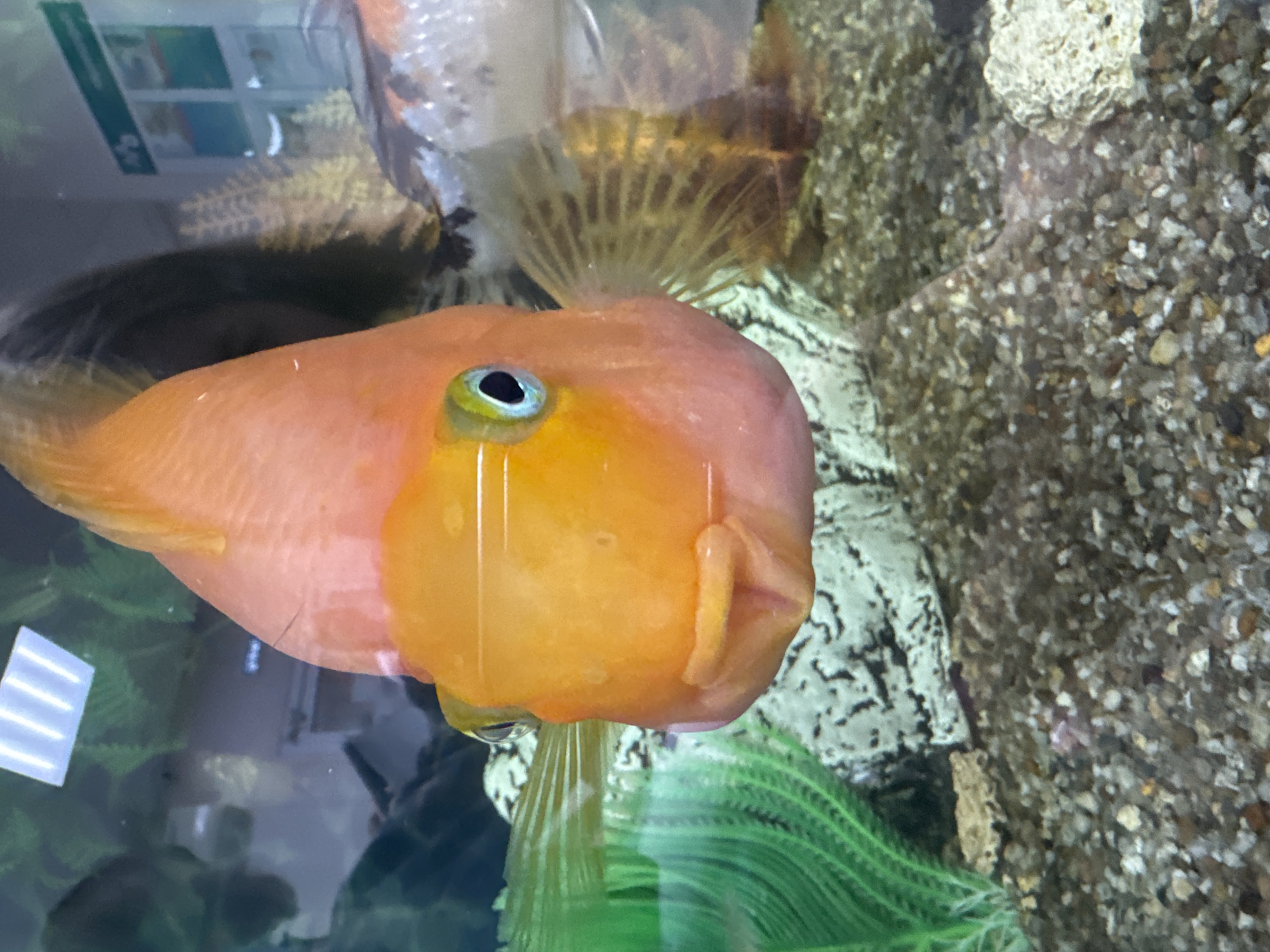 A large, bright orange fish, likely a Blood Parrot Cichlid, is prominently featured in an aquarium, looking directly towards the viewer. The fish has a distinctive "pouty" or "kissing" mouth and a focused eye with a light blue-green iris and black pupil. Its body shows a gradient from a vibrant orange on its head to a paler peach on its side, with faint scale patterns visible. A small, dark, hair-like filament rests on its side.
The fish is positioned in the foreground, with various elements visible in the background and reflections on the glass. Behind the fish, to its upper right, is a brown, fan-like aquatic decoration or part of a filtration system. The bottom of the tank is covered with small, light-colored gravel and larger rock formations. Green, artificial-looking aquatic plants are scattered throughout the background.
Reflections on the aquarium glass show elements from the surrounding room, including rectangular white light fixtures, possibly fluorescent lights. In the upper left background, indistinct white symbols or text, including what appears to be a white cross or "H" on a green square, are reflected, possibly from a sign or object outside the tank. Another fish, out of focus, is partially visible in the darker, murky background area. The scene depicts an indoor environment, with the fish hovering or swimming within its enclosed habitat.