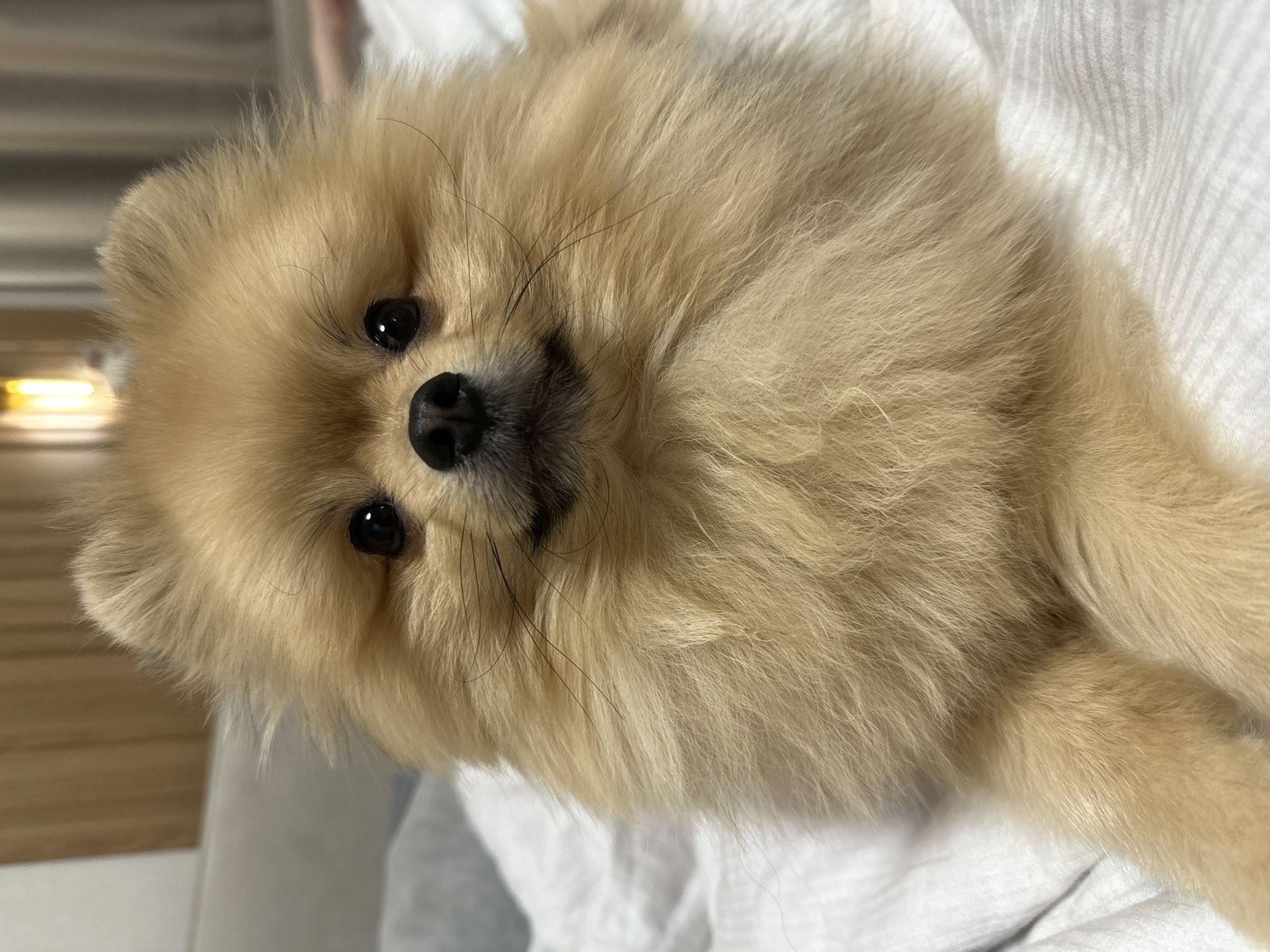 A Pomeranian dog with golden fur is lying on a white, textured surface, possibly a bed or blanket. The dog is looking directly at the camera with its dark eyes and black nose. Its ears are pointed upwards and its fur is fluffy. The background is blurred, with hints of wooden paneling and curtains. There is no indication of Votkinsk, Russia in the image.