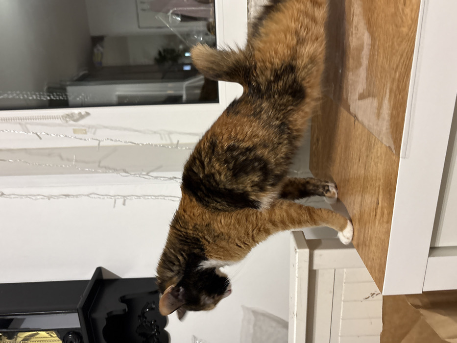 A tortoiseshell cat stands near a window with Christmas lights. It has black and orange fur, with white paws. The cat is positioned near a wood-paneled surface and a white cabinet. A black object with ornate carvings is near the bottom of the image. A window is visible in the background with reflected light.