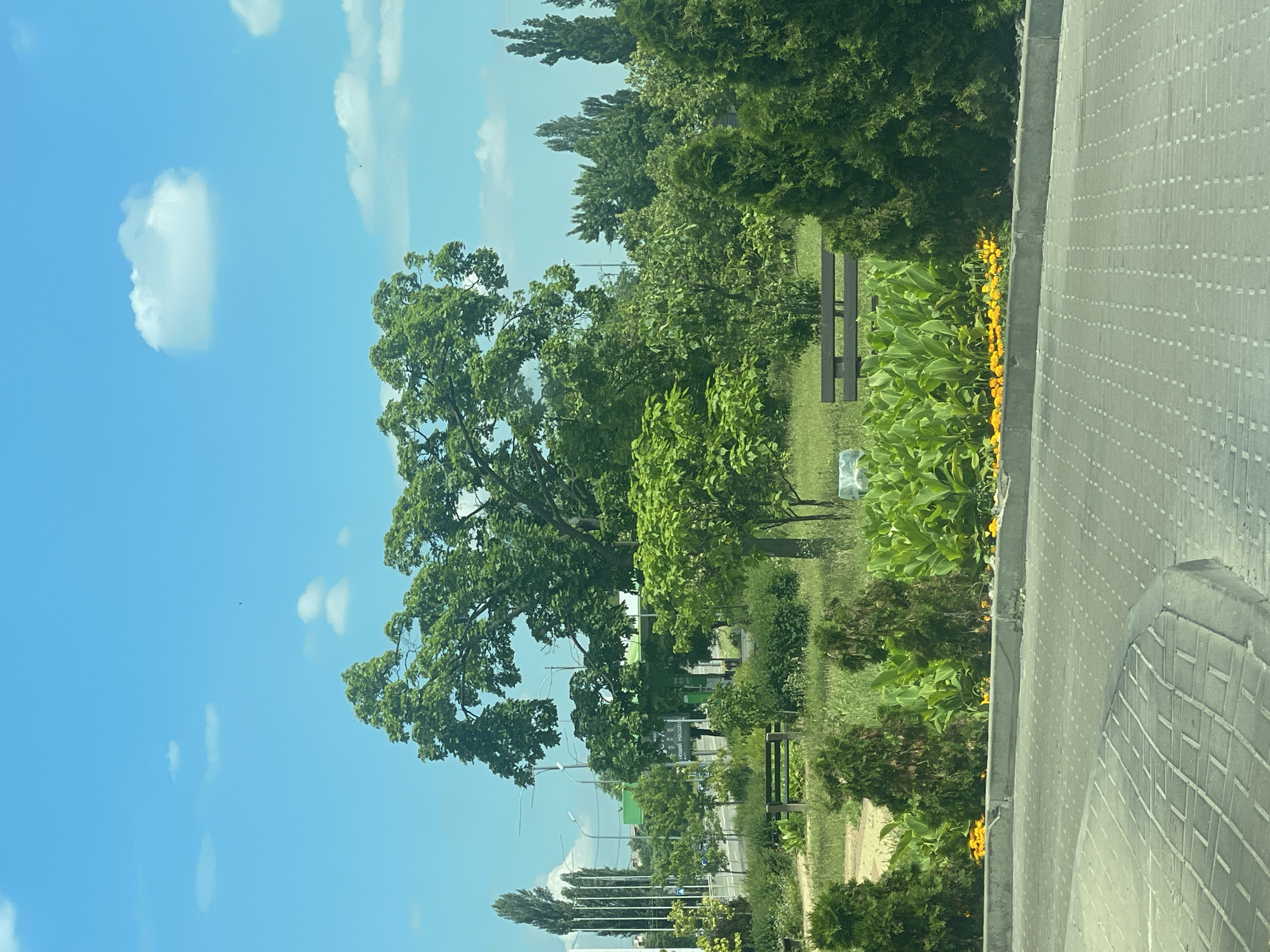 This is a vertical, medium-shot photograph of a park in Kyiv, Ukraine, on a bright, sunny day with scattered white clouds in a clear blue sky. The foreground features a paved pathway with a textured, light gray surface, bordered by a concrete curb and a line of vibrant yellow flowers and lush green foliage. Beyond the pathway, a well-maintained park area is visible, with several trees of varying sizes, including a large, mature tree with dense green foliage in the center of the frame. There are also several evergreen bushes and a wooden park bench. In the background, more trees and some modern buildings can be seen, with what appear to be large white banners or signage visible on one of the structures. The overall impression is one of a serene and pleasant outdoor environment.