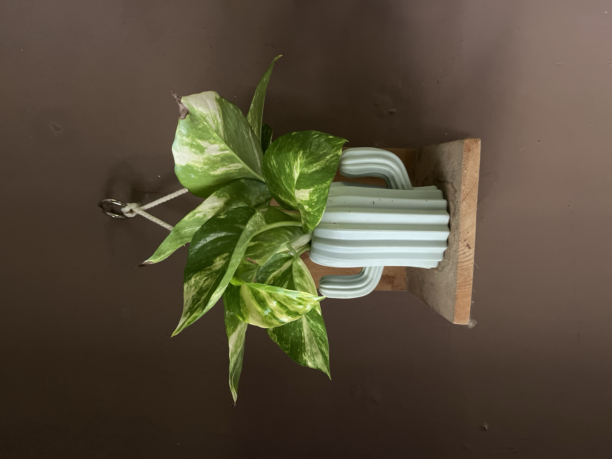 A close-up, eye-level, medium shot captures a potted plant in a light blue, ribbed, cactus-shaped planter. The planter sits on a rough, unfinished wooden shelf mounted against a plain, dark brown wall. The plant itself is a Pothos, with large, variegated green and white leaves. Some of the leaves have brown, crispy edges, suggesting potential under-watering or environmental stress. The planter is suspended by a white rope attached to a metal ring screwed into the wall above. The image is well-lit, highlighting the textures of the leaves, planter, shelf, and wall. There are no people or animals present in the scene. The location is unknown.