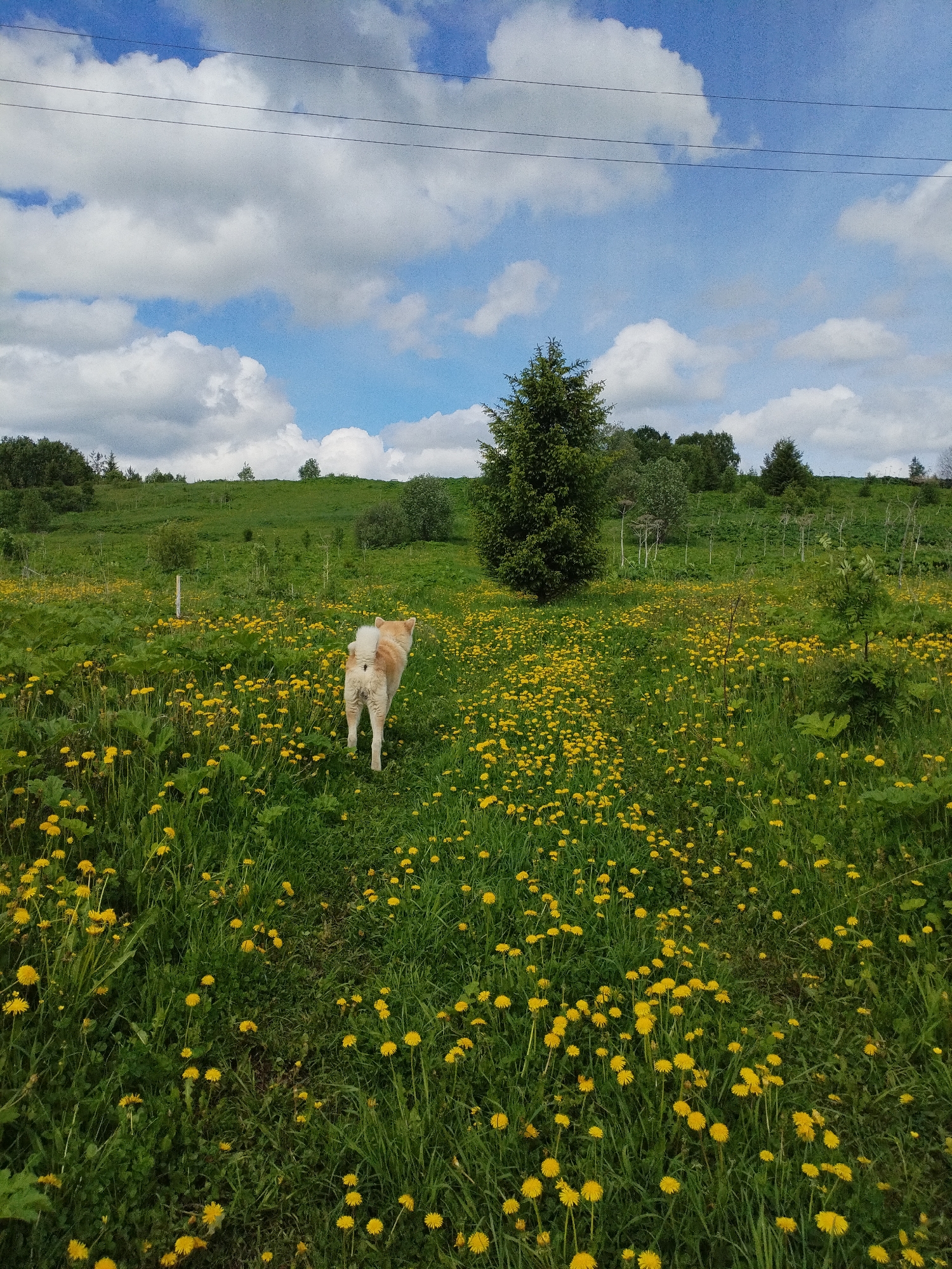 The image depicts a dog walking through a field of dandelions. The dog is light brown and white, and is walking away from the viewer. The field is green, and there are many yellow dandelions. There are trees and a small hill in the background. The sky is blue with white clouds. There are also overhead power lines in the sky. The location is Unknown, Unknown.