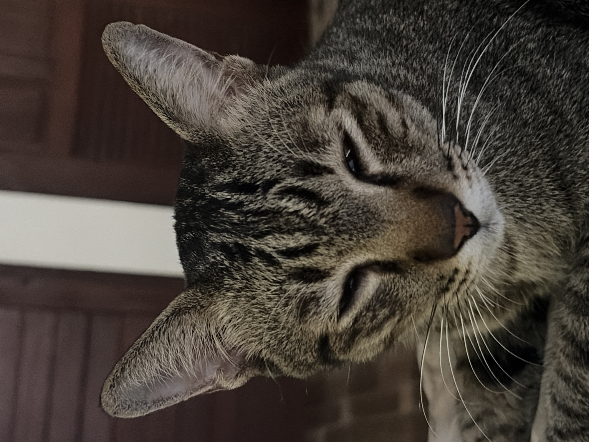 A close-up shot focuses on the face of a tabby cat. The cat is looking down with its eyes partially closed, giving it a sleepy or relaxed appearance. Its fur is a mix of brown, black, and gray stripes, with prominent white whiskers fanning out from its muzzle. The background is softly blurred, showing horizontal wooden slats in a dark brown color. There is a faint vertical white element in the upper right portion of the background. The overall lighting is dim, highlighting the texture of the cat's fur and whiskers. The image appears to have been taken indoors. There is no information available regarding its location in Baan Thong Po, Thailand.