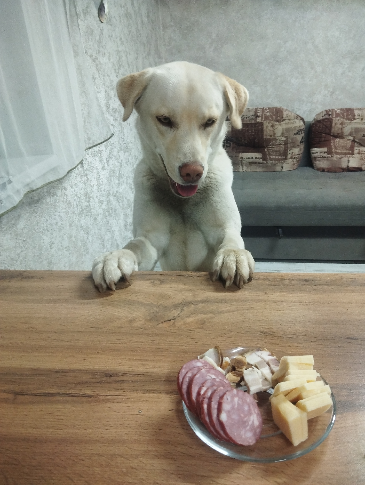 A white dog stands on its hind legs, leaning its front paws on a wooden table. On the table is a clear plate with slices of sausage, pieces of meat, and cubes of cheese. In the background, there's a textured wall, a sheer white curtain, and a grey couch with two patterned cushions. The scene is indoors, likely in a home.