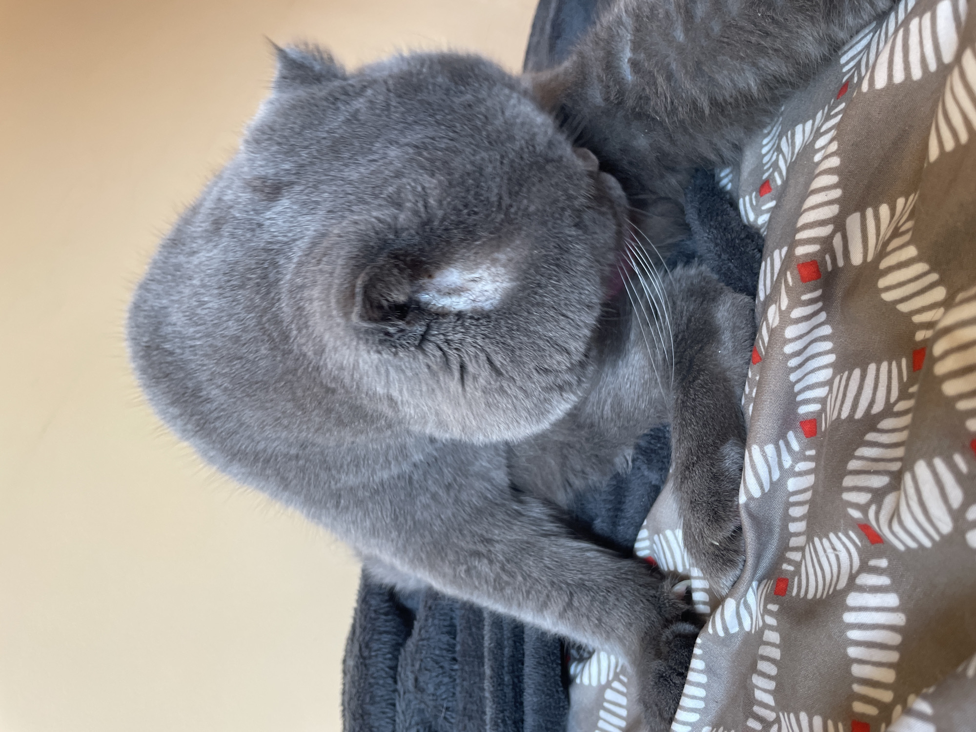 A British Shorthair cat is captured in a close-up, vertical shot as it grooms itself. The cat's fur is a solid grey, with some lighter grey markings around its face. Its eyes are not visible as its head is turned down. The cat is positioned on a blanket with a grey and white patterned design featuring small red squares. Behind the cat is a dark grey folded blanket or cushion, and the background is a plain, light beige wall. The cat's tongue is visible as it licks its paw, and its whiskers are prominent against its grey fur.