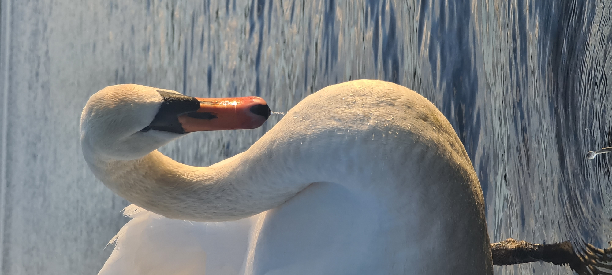 A close-up of a white swan bending its neck to preen. The swan has an orange beak with a black tip. Water droplets cling to its white feathers. The background shows rippled water reflecting light. The scene is likely in Riga, Latvia, as the swan is a common sight there.