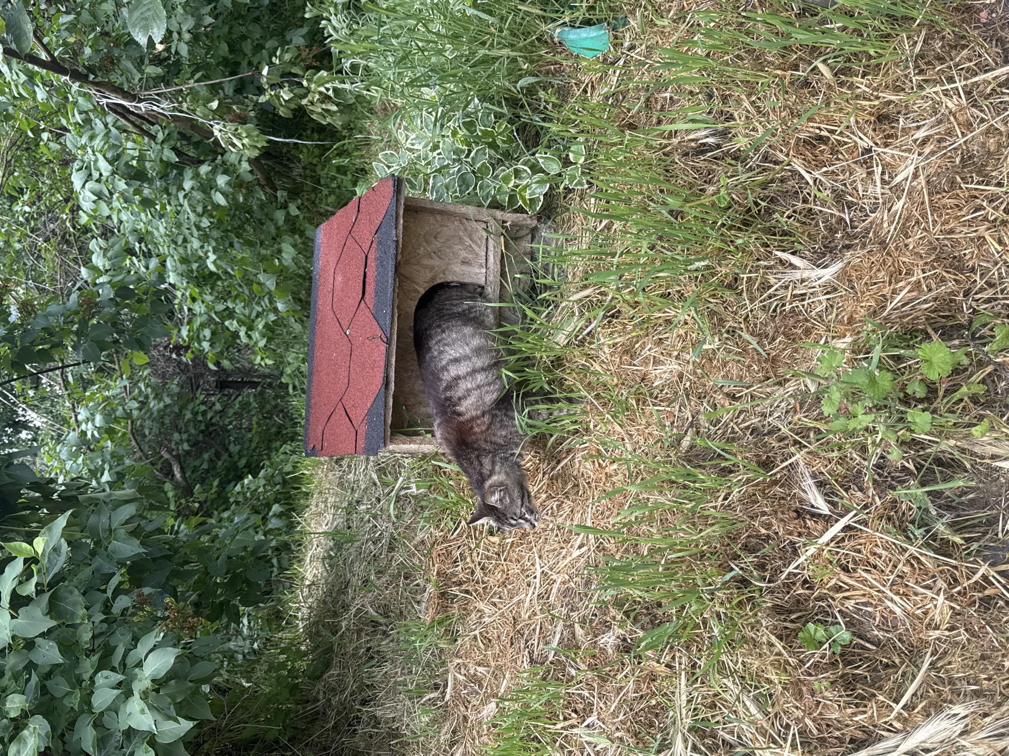 A tabby cat is halfway in a small wooden cat house with a red and black shingled roof. The cat house is in an outdoor setting, surrounded by mixed grass and weeds. The scene appears to be in a garden or natural area, with foliage and shrubs in the background.