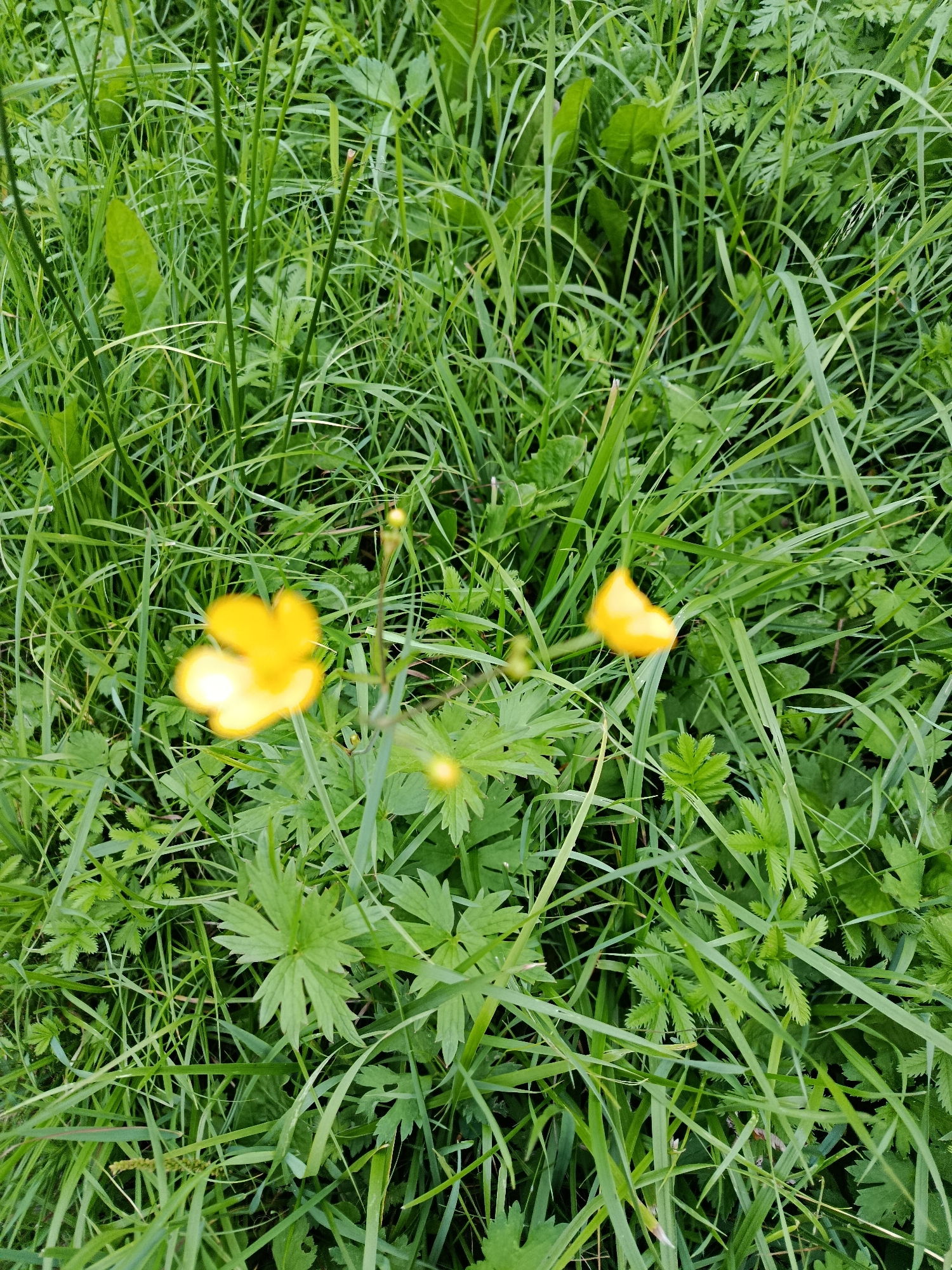 The image displays a close-up view of a patch of green grass with several small yellow flowers scattered throughout. The grass is lush and appears to be growing in a natural setting. Some of the flowers are in focus, revealing their delicate petals, while others are blurred, suggesting movement or a shallow depth of field. The overall impression is one of a tranquil, natural environment. The location is specified as Verea, Russia, which implies an outdoor setting, likely in a park, field, or garden.