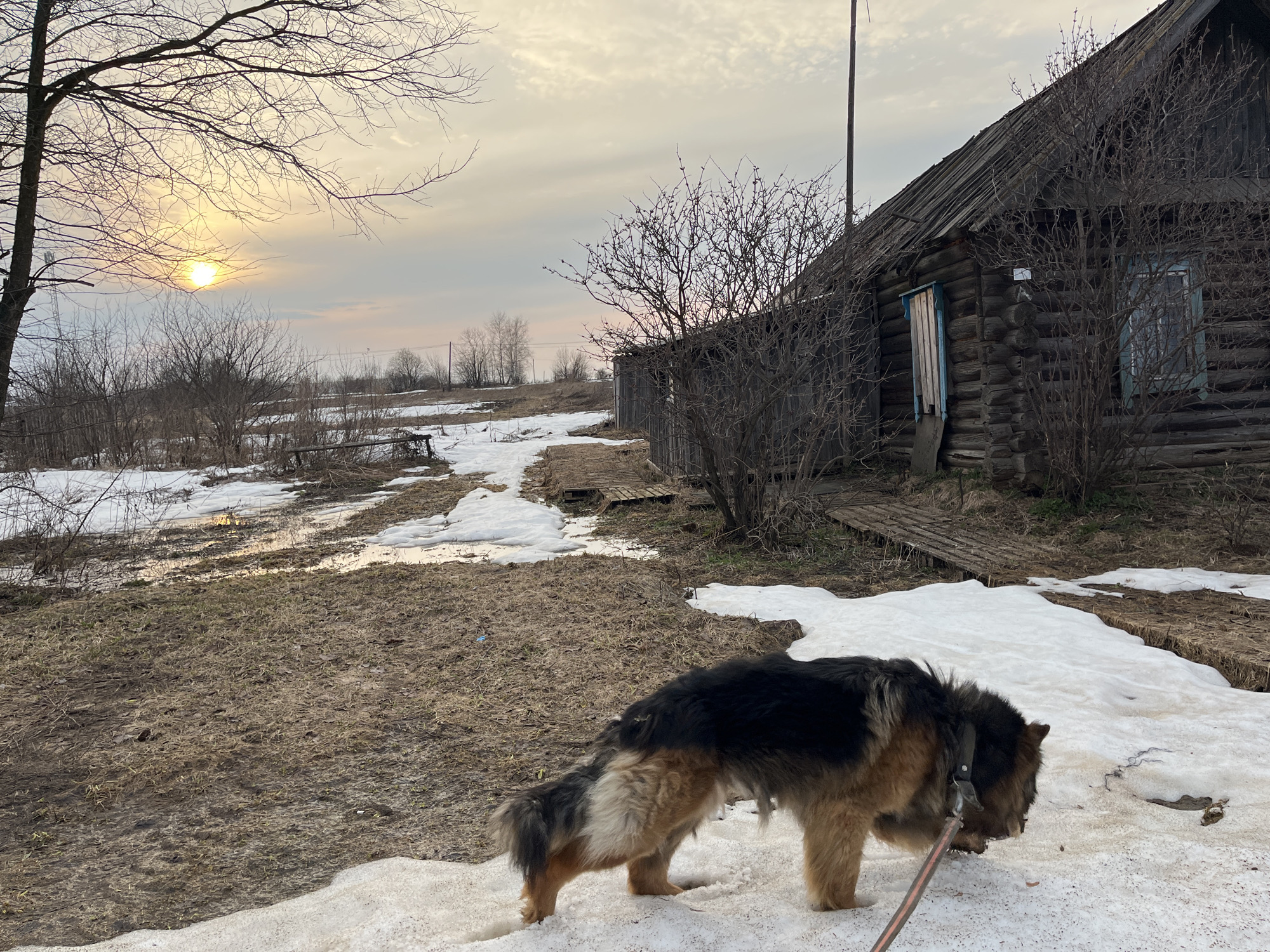 The image shows a rural landscape in Павловка, Russia, during early spring. Melting snow patches are scattered across the muddy ground and grass. A large, German Shepherd-like dog is in the foreground, walking on the snow, attached to a leash held out of frame. Behind the dog, a traditional wooden house with a dilapidated roof is visible, along with bare trees and shrubs. The sky is overcast with a hint of sunlight breaking through near the horizon. A raised wooden walkway leads towards the house.