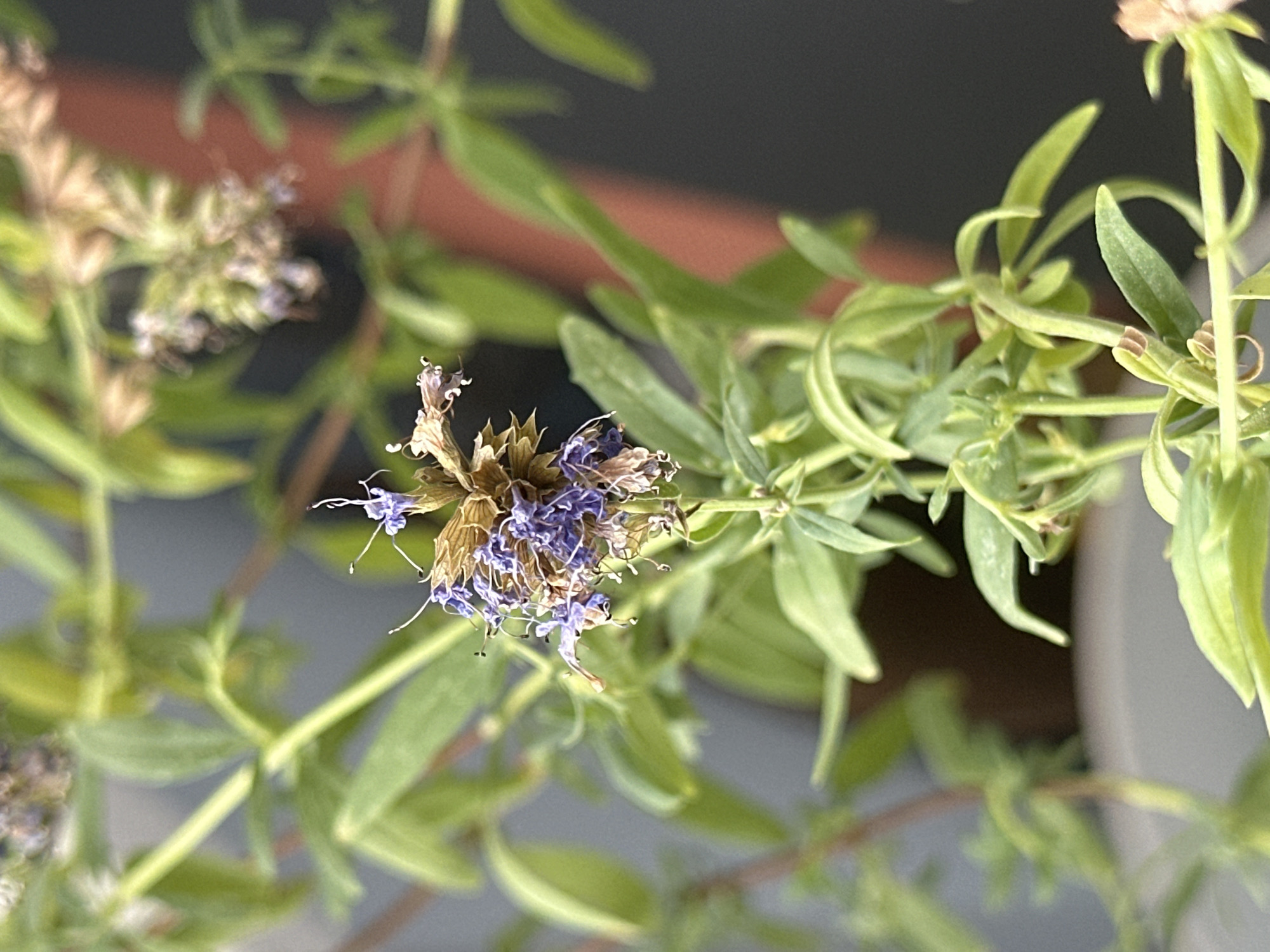 A close-up, vertical, eye-level shot focuses on a flowering plant with small, delicate purple and dried brown blossoms clustered at the top of a green stem. The plant has numerous slender, green leaves that extend outwards. The background is blurred, showing hints of a greyish-blue surface to the left and a reddish-brown vertical object to the right, possibly a planter or a wall. The overall lighting appears natural, highlighting the textures of the leaves and flowers. The image was taken outdoors, likely in a garden or on a balcony, given the presence of plants and the natural light. There are no people or animals visible in the frame. The scene is static and appears to be a detail shot of a single plant. The location is specified as Nevinnomyssk, Russia.