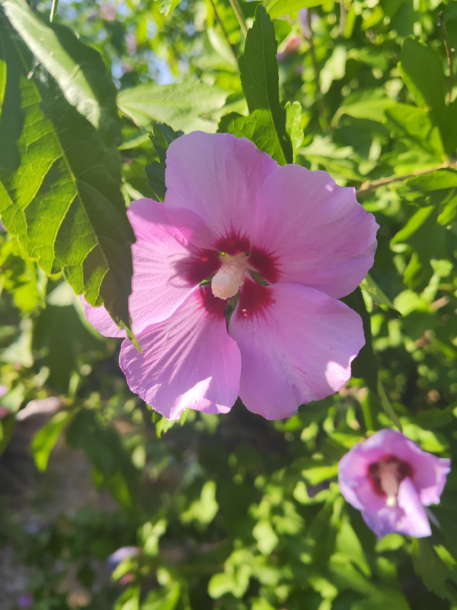 A close-up, eye-level shot focuses on a large, light pink hibiscus flower in bloom. The flower is centered and dominates the frame, with its delicate petals unfurling under bright sunlight. At the center of the flower, a darker pink or reddish hue is visible around the stamen, which is tipped with white. The flower is surrounded by lush green foliage, providing a soft, blurred background. To the lower right, a smaller, out-of-focus pink flower is also visible. The scene appears to be outdoors, likely in a garden or natural setting, with hints of sunlight filtering through the leaves. The location is identified as Shabelskoye, Russia.