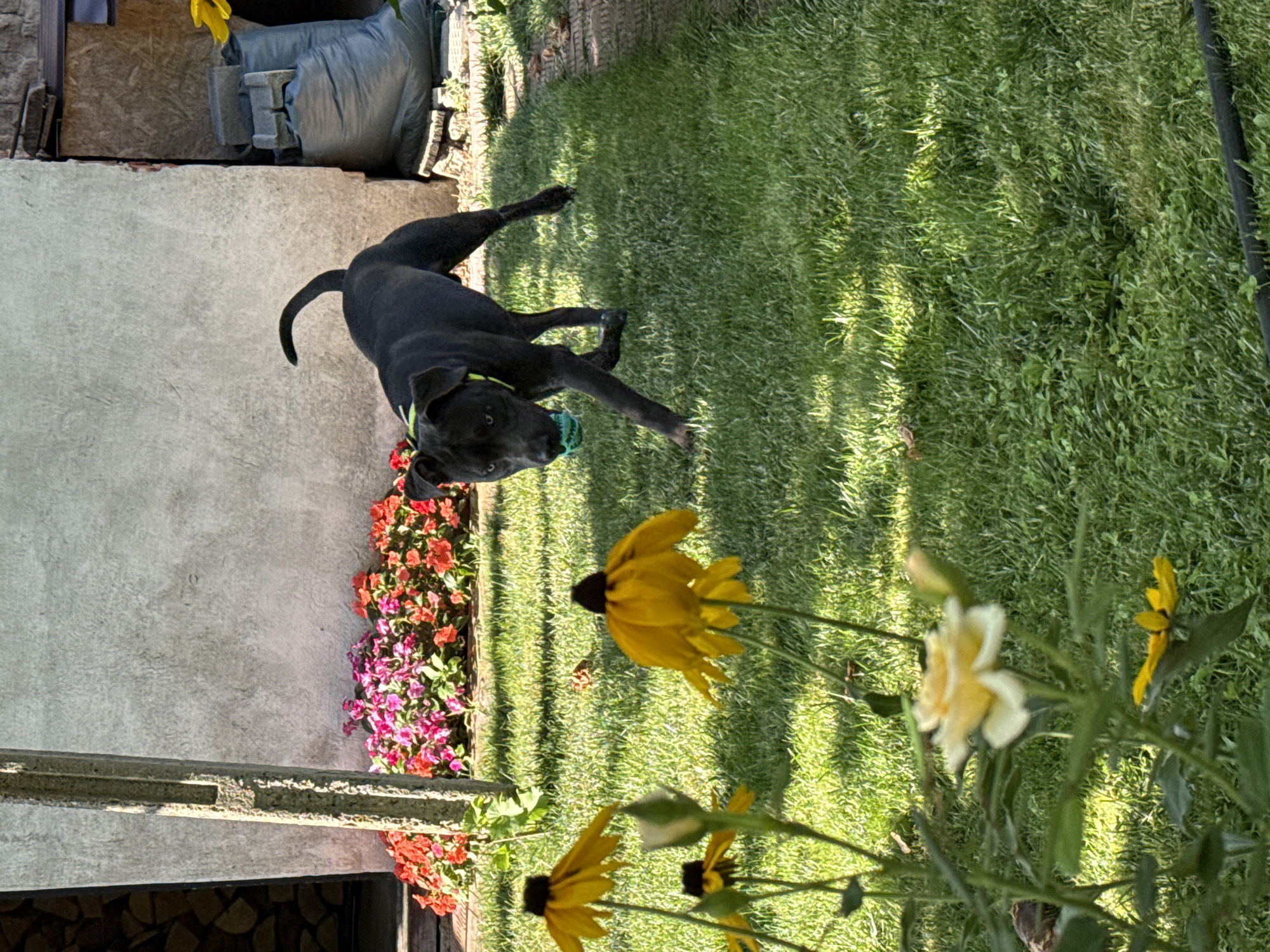 A black dog with a lime green collar is captured mid-stride on a lush green lawn. It holds a light blue ball in its mouth, its gaze directed slightly downwards. The dog is positioned in the middle ground of the image, with a blurred concrete structure and a bed of vibrant pink and red flowers behind it. In the foreground, several yellow flowers, some in sharp focus and others blurred, add color and depth to the scene. The sun casts strong shadows across the lawn, indicating a bright day. The backdrop suggests an outdoor setting, possibly a backyard or garden area. The scene is located in the city of Tvarditsa, Bulgaria.