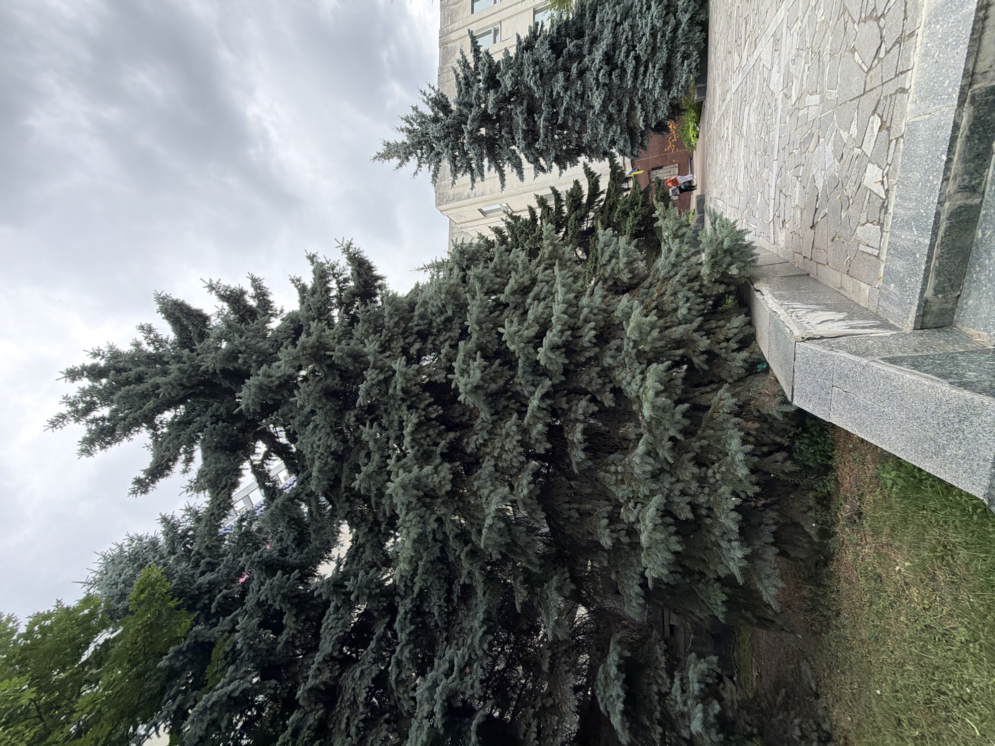 The image depicts an outdoor scene in front of a building, likely in Chernihiv, Ukraine, given the presence of a Ukrainian flag visible on the building. In the foreground, a gray stone pathway, composed of irregular slabs, leads towards a building. To the left of the pathway, a low, gray stone retaining wall runs along a grassy area with scattered trees. Several large, mature blue spruce trees dominate the left and center of the frame, their dense foliage casting shadows. A smaller blue spruce tree is visible further back, to the right of the larger trees and in front of the building. The building itself appears to be a multi-story structure with a light-colored facade and several windows. Two individuals, one wearing an orange top and the other a white top, are standing on the pathway near the entrance of the building. The sky is overcast with gray clouds.