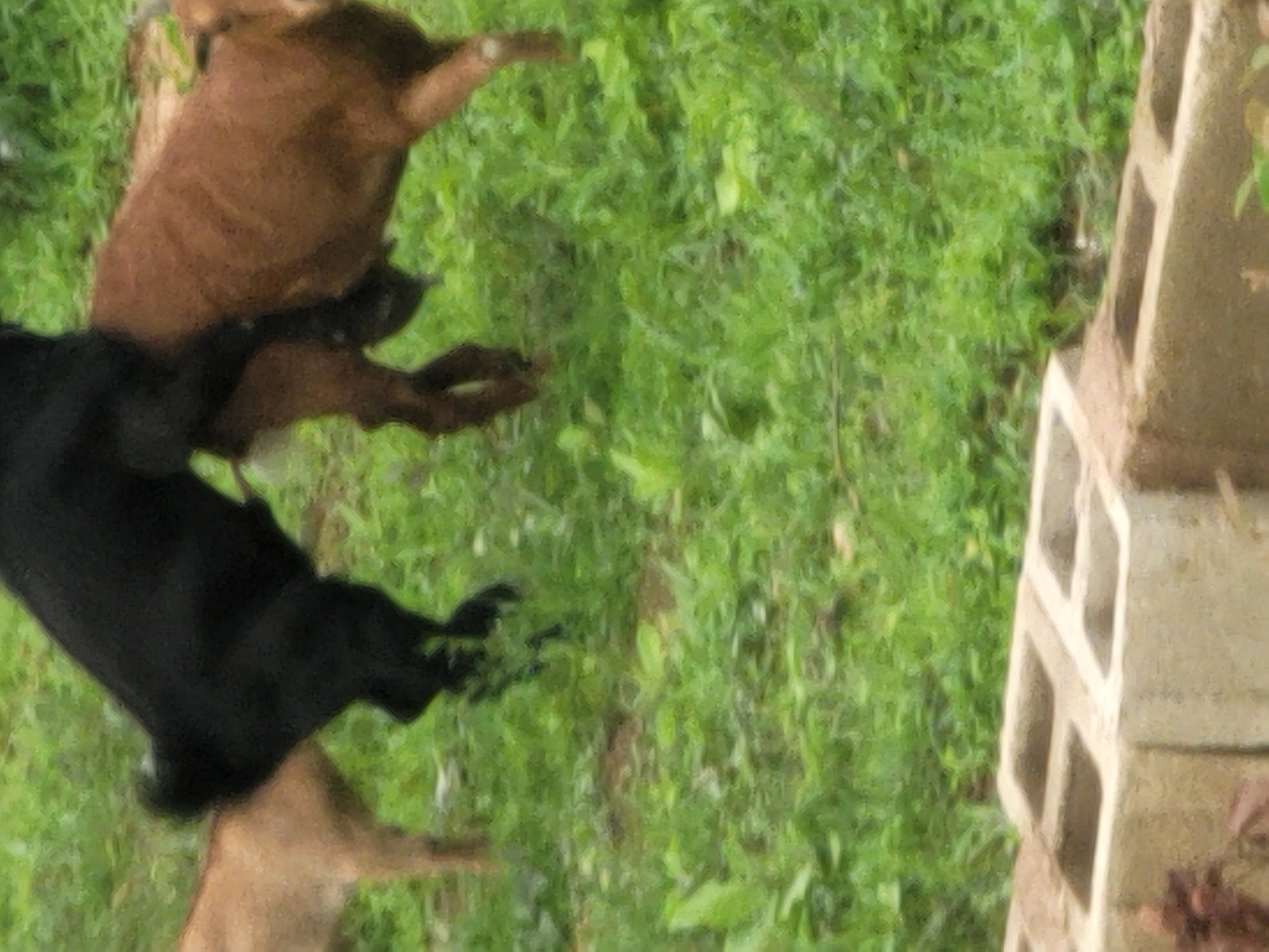 In the city of Barakin Akawo, Nigeria, three goats are visible in a grassy outdoor area. One goat, appearing to be black, is in the process of mounting a brown goat. Another brown goat stands to the left of the black goat. In the foreground, a partially visible concrete block structure is present. The ground is covered with lush green grass and foliage.