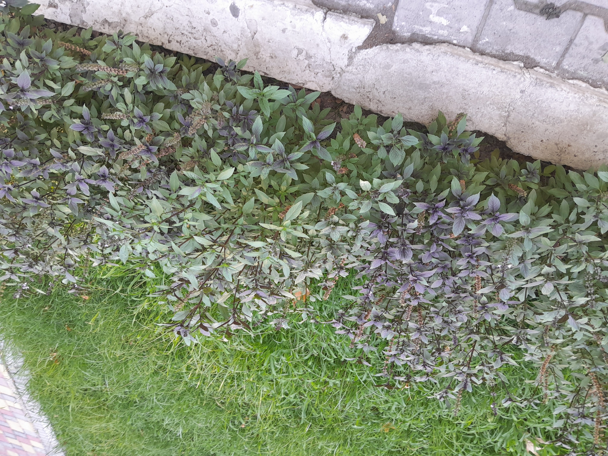 The image shows a close-up, high-angle view of a border of green grass adjacent to a border of dark green and purple basil plants. The plants are in the foreground, with their flowering stalks visible. To the right of the plants is a concrete curb and a paved walkway. The scene is likely an urban setting in Fergana City, Uzbekistan, possibly a park or a residential area. There are no people or animals visible in the image. The lighting suggests it is daytime.