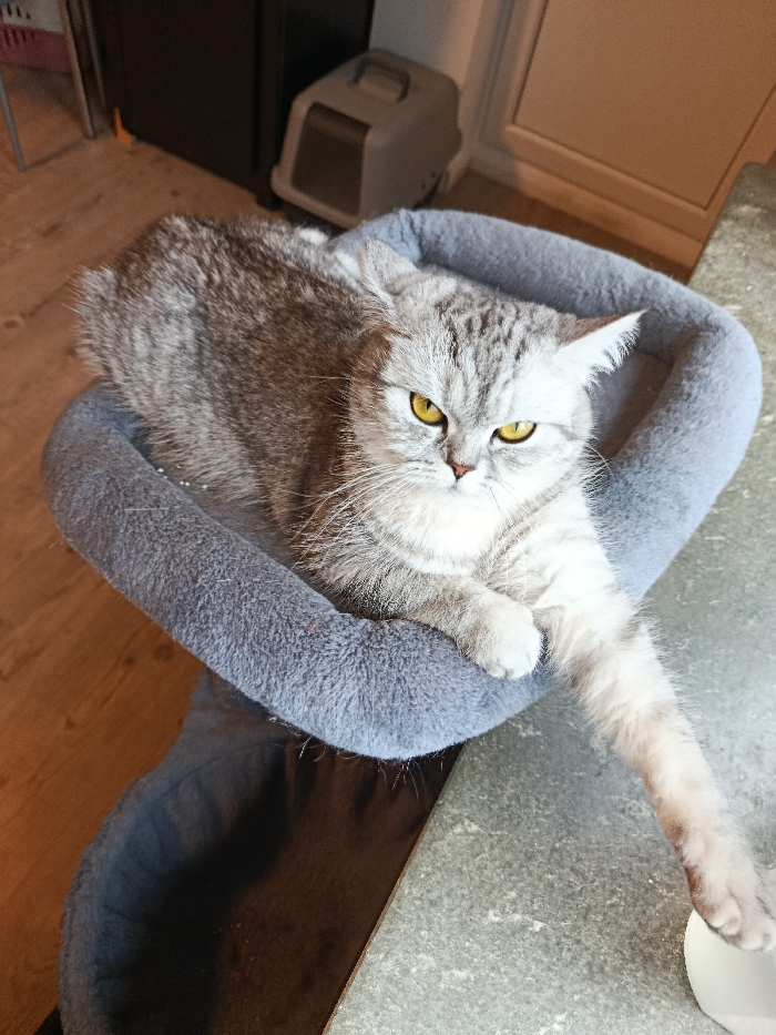 A silver tabby domestic cat with prominent yellow eyes is resting in a plush, grey circular cat bed. The cat's body is contained within the bed, while its right foreleg is extended forward, resting on a mottled grey countertop or table surface. The cat's gaze is directed forward, towards the observer, with a serious expression. In the background, on a light wooden floor, a beige enclosed cat litter box is visible next to a dark, unidentified piece of furniture. A light-colored wall or door frame is partially visible to the right. This scene is located within an indoor domestic environment in Wilhelmshaven, Germany.
