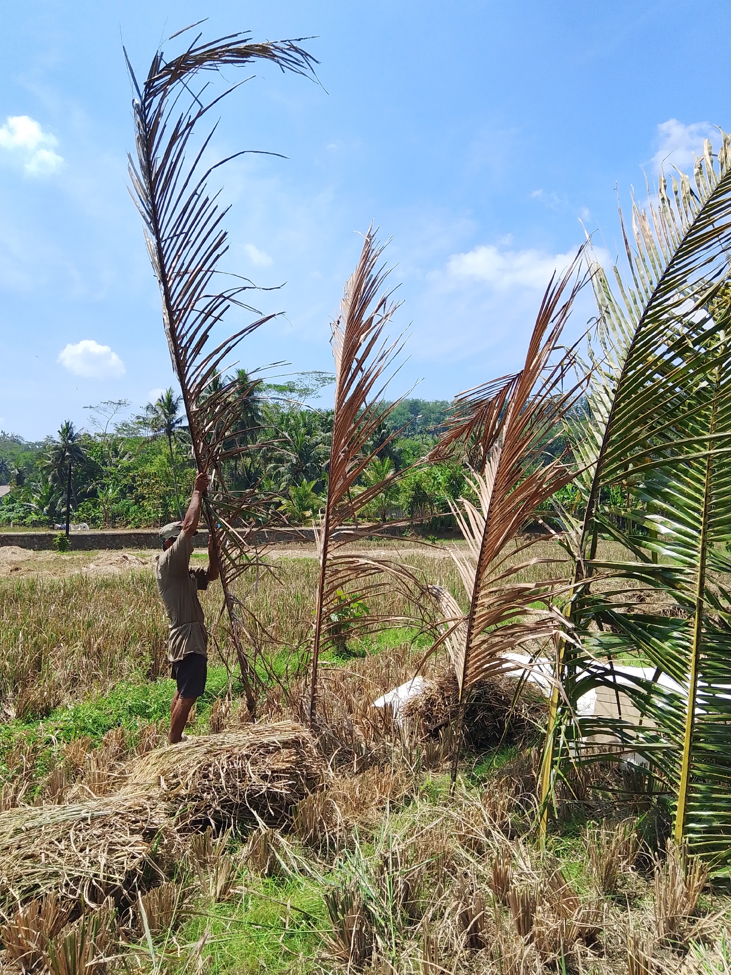 In the rural outskirts of Wanareja, Indonesia, a man in a t-shirt and shorts is seen in a harvested rice field under a clear blue sky with scattered clouds. He is tending to dry palm fronds, holding one up with both hands. The field is covered in stubble from the harvested rice, with some green grass growing through. In the background, a lush green treeline with palm trees stretches across the horizon, suggesting a tropical environment. The scene appears to be a typical agricultural landscape in the region.