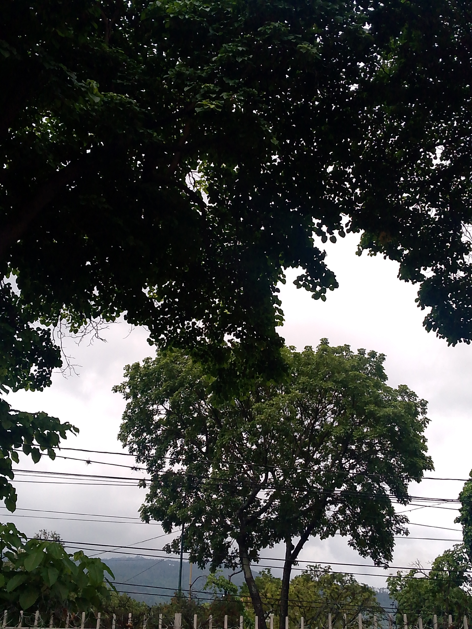 The image shows a view in Caracas, Venezuela, with dense green foliage in the foreground and a cloudy sky above. Several trees of varying sizes dominate the scene, with power lines strung across the middle ground. A fence is visible at the base, suggesting an urban or suburban setting, and faint hills are noticeable in the distance. The overall impression is one of a partially obscured, overcast day in a lush area of the city. No people are visible in the photograph.