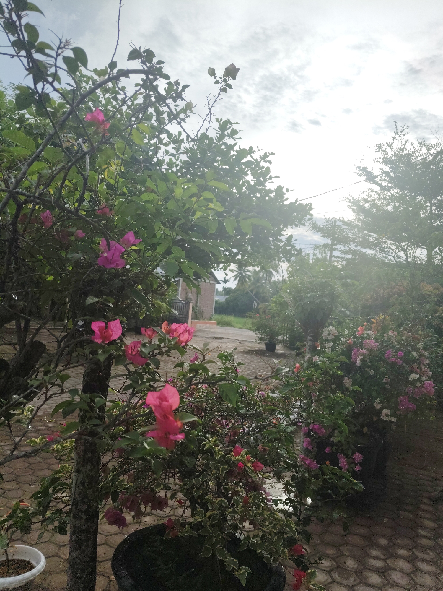 This is a medium-angle, slightly blurred, vertical shot of an outdoor scene in Keudejungkagajah, Indonesia. The foreground is dominated by a bougainvillea plant with vibrant pink bracts and green leaves. To the left of this plant is a rough-barked tree trunk and a white pot containing soil and a small plant. The ground is paved with hexagonal tiles in shades of grey and beige.
Further back, more bougainvillea plants with pink and white flowers are visible in large black pots. A brick-paved pathway leads towards a small building with a terracotta-tiled roof, partially obscured by foliage. Beyond the building, palm trees and other lush green vegetation can be seen under a bright, overcast sky. The overall impression is one of a well-maintained, residential garden area.