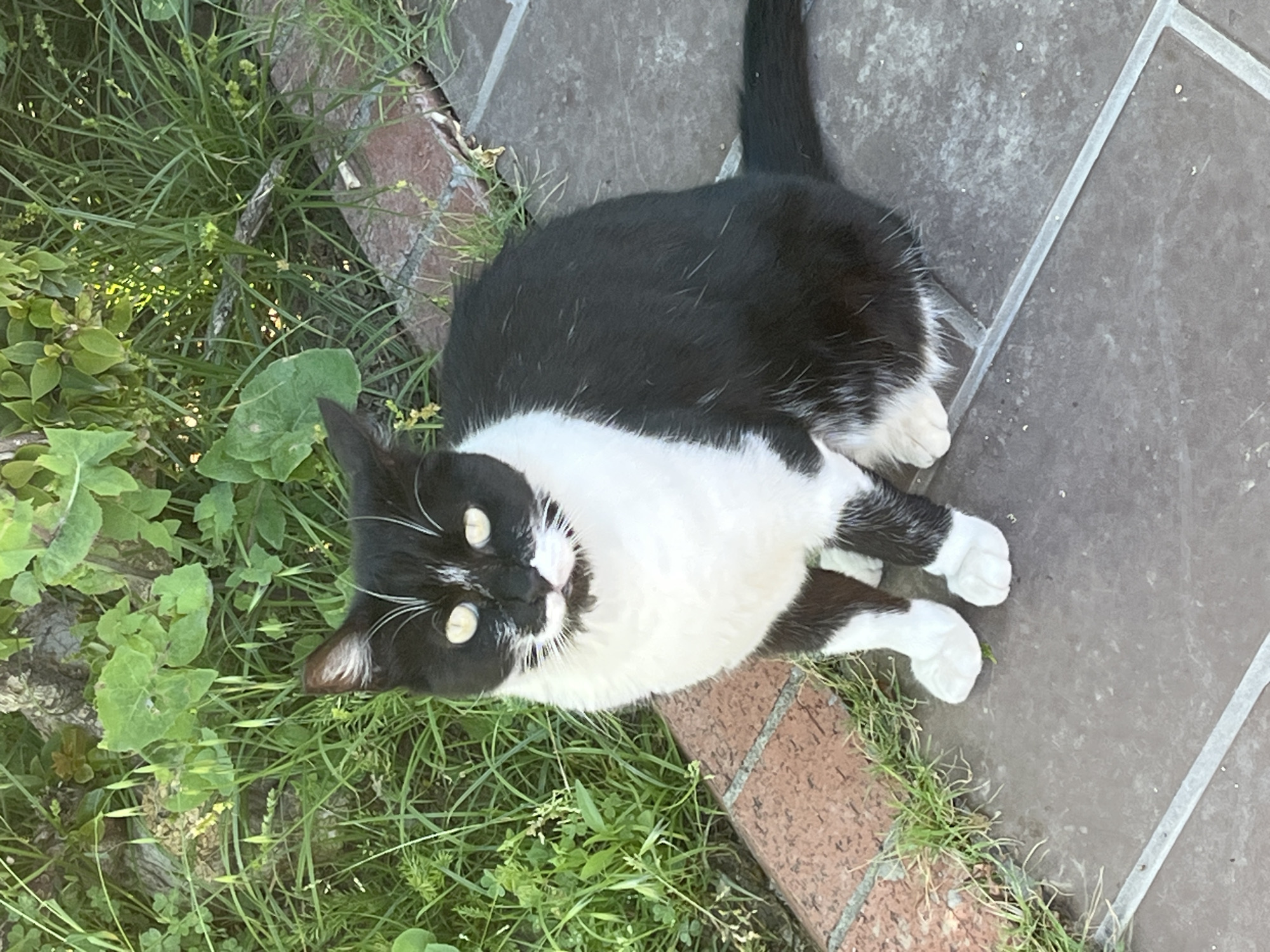 A black and white cat is lying on a brick and tile surface, partially surrounded by grass and foliage. The cat is looking upwards with bright yellow eyes. The scene appears to be outdoors. The location is not discernible as Alanya, Turkey.