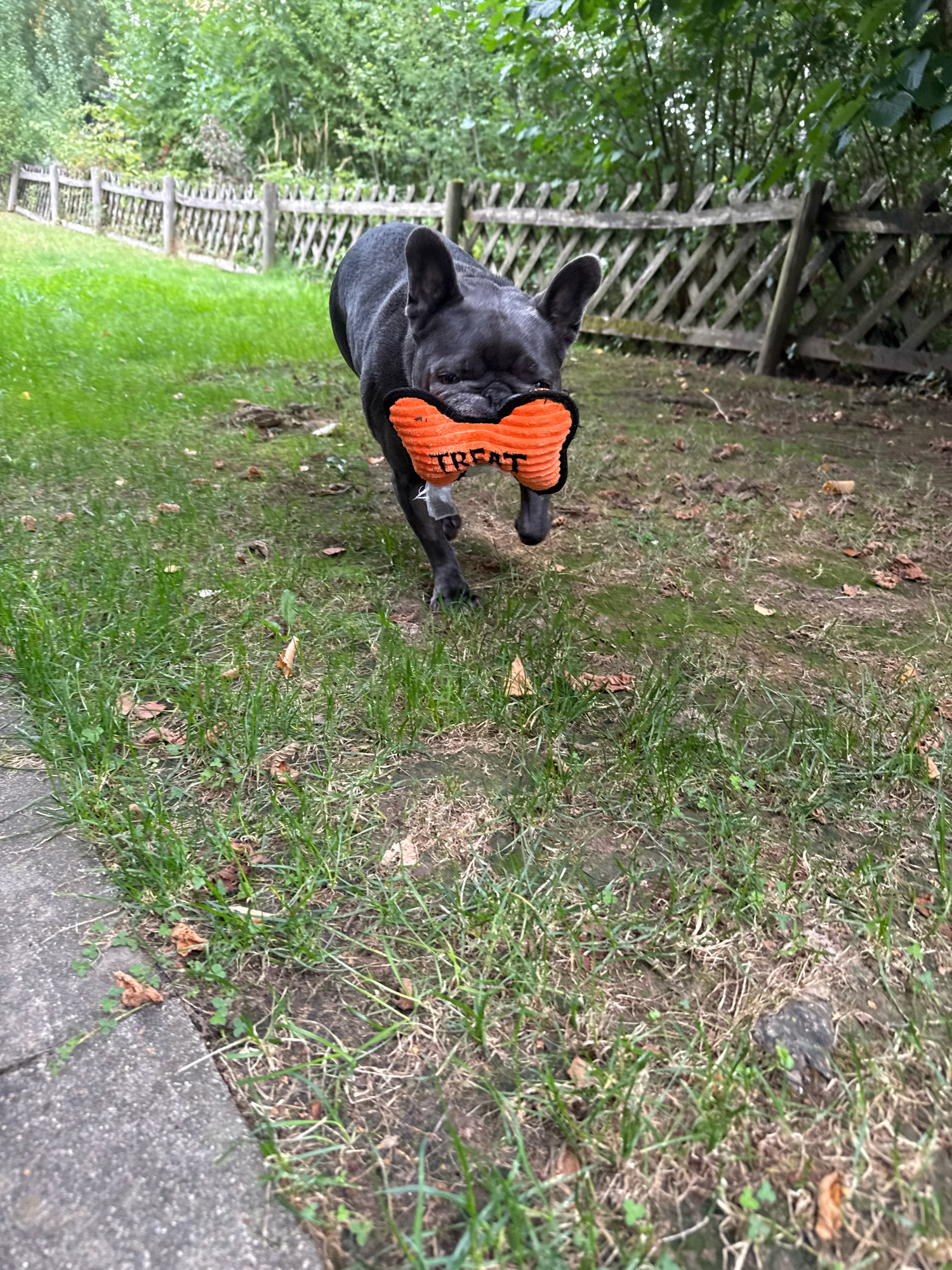 A dark gray French bulldog is in a grassy outdoor area, holding an orange, bone-shaped chew toy in its mouth. The toy has the word "TREAT" printed on it in black letters. The dog is facing towards the viewer, with its body angled slightly to the right. Behind the dog is a weathered wooden fence with a diamond pattern. The ground is covered in green grass, with some dry leaves and patches of bare earth. In the background, there are trees and foliage. The scene appears to be a yard or park. This location is in Bad Sachsa, Germany.