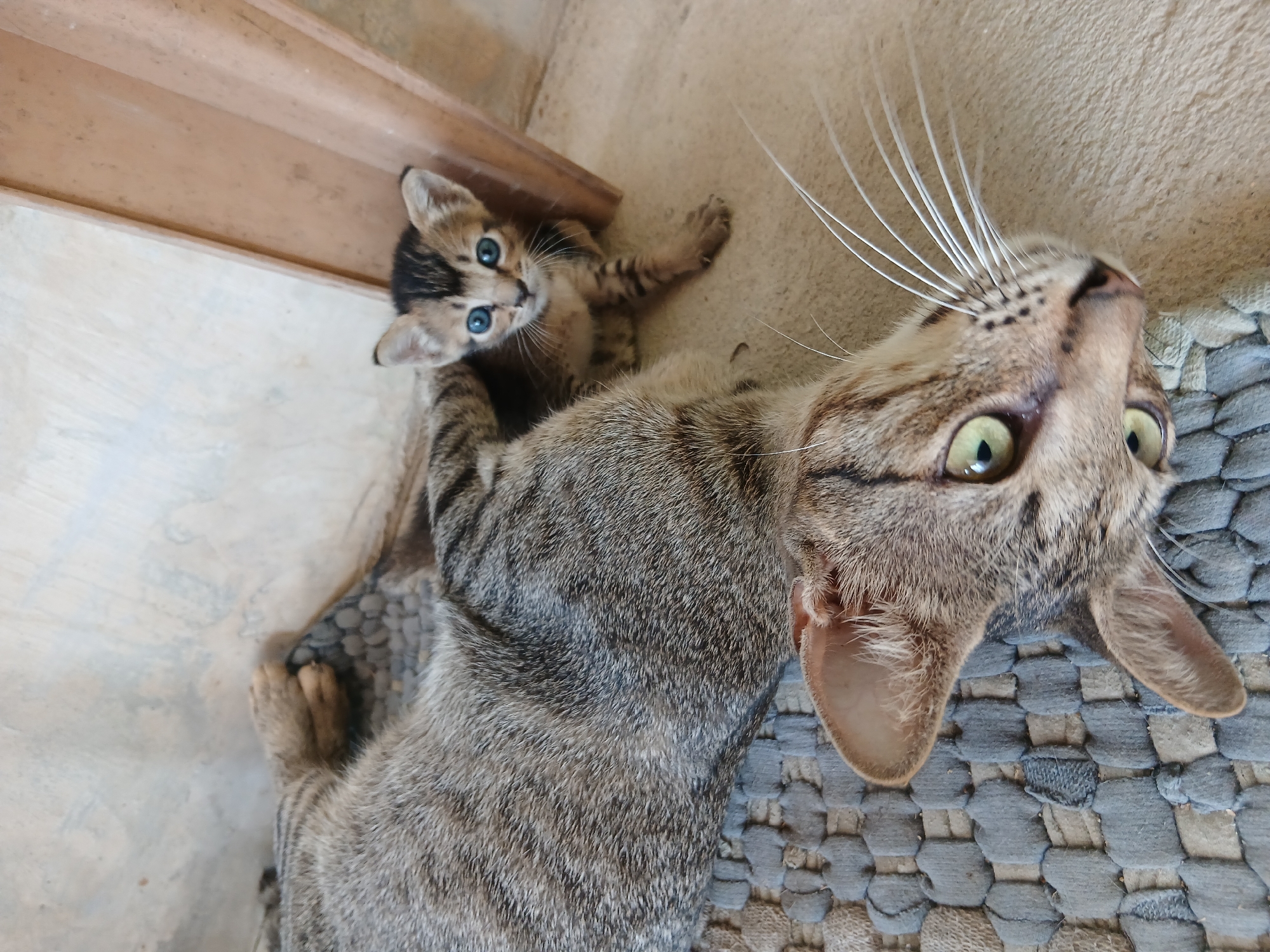 Two tabby cats, an adult and a kitten, lie on a textured mat and a concrete floor. The adult cat is lying on its back with its head close to the camera, facing left. The kitten is nestled beside the adult, facing the camera with bright blue eyes. The background shows a textured wall and a wooden structure. The image was taken in Kagunganratu, Indonesia.