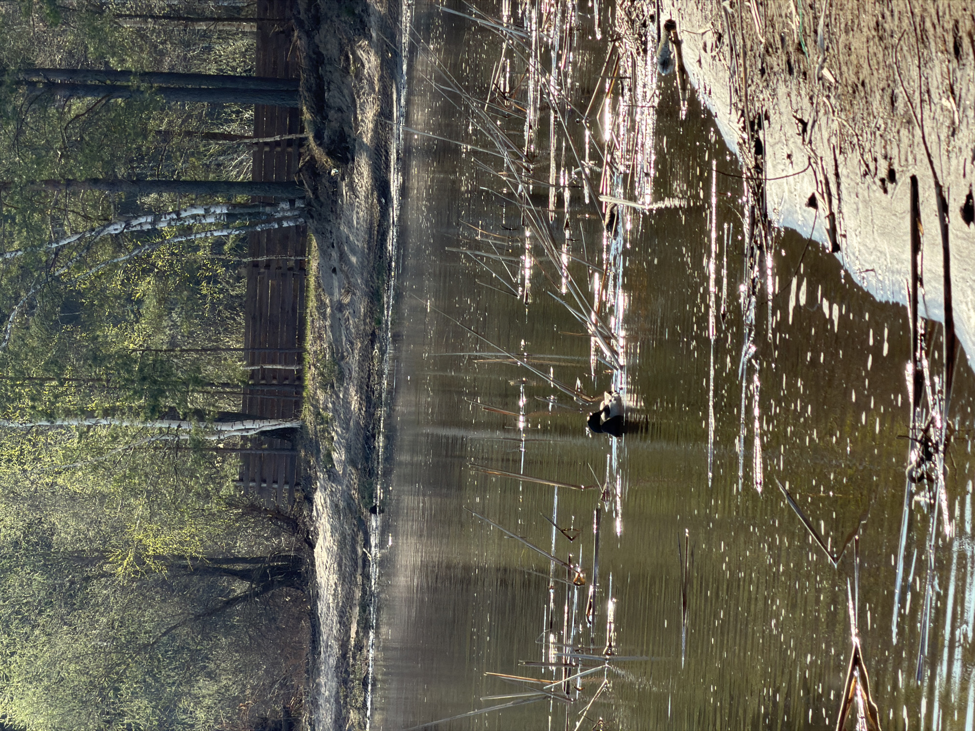 The image shows a body of water, likely a pond or lake, with reeds and vegetation growing in and around it. On the left side, there is a bank with trees and what appears to be a wooden fence. The water reflects the sunlight, creating a shimmering effect. There is a bird swimming in the water, likely a duck or similar waterfowl. Based on the prompt, the location is in the city of Chaykovsky, Russia.