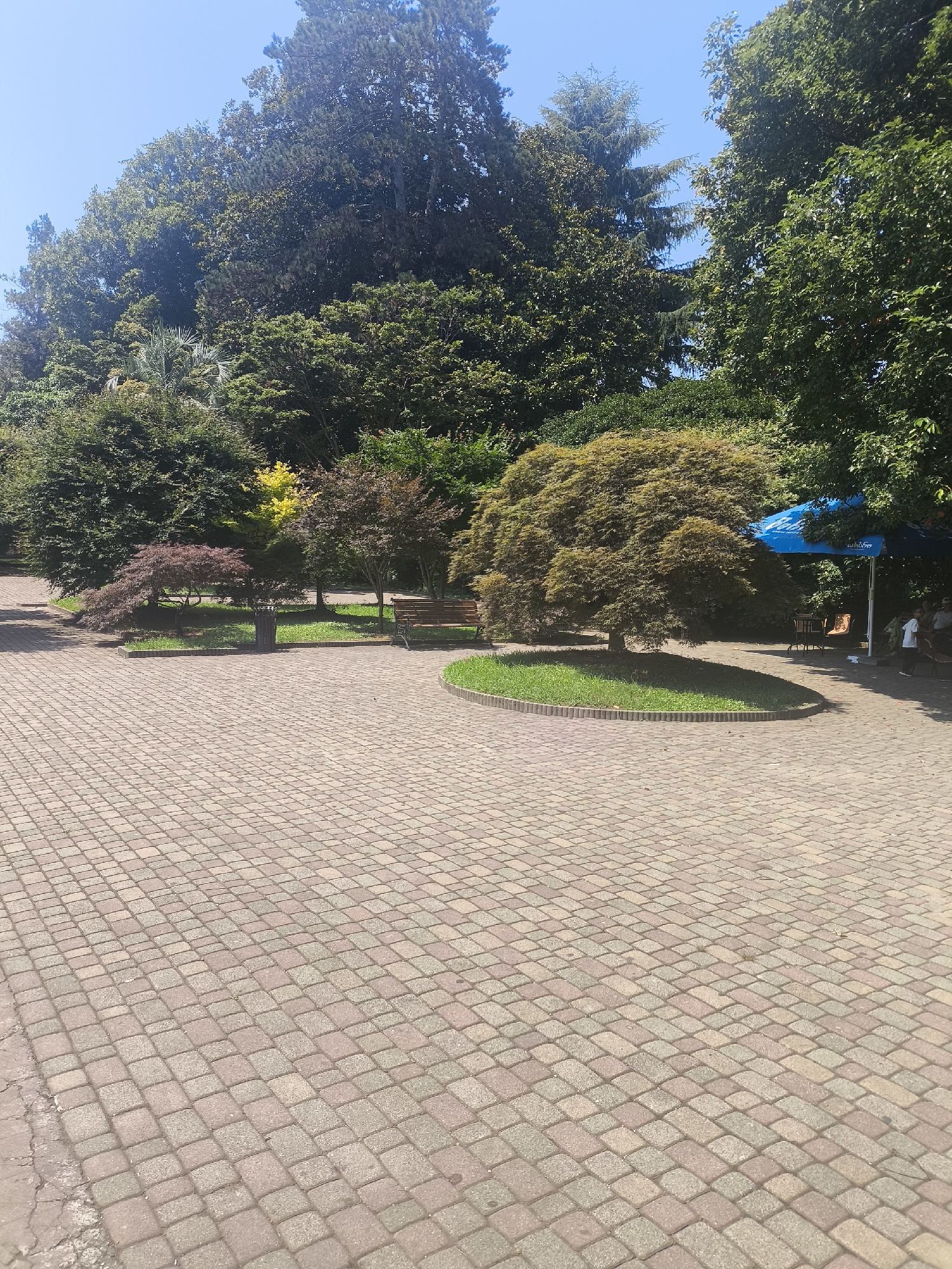 This is an outdoor, eye-level, full shot taken on a sunny day in Batumi, Georgia. The foreground is dominated by a red and grey brick-paved pathway. In the middle ground, there are several trees, including a Japanese maple with reddish-brown leaves and a larger, weeping-style tree with green foliage. A dark trash can and a wooden bench are visible next to the trees. In the background, lush green trees create a dense canopy. To the right, a blue awning shades a seating area with tables and chairs, and a few people are present. One person is standing and wearing a white shirt, and another is sitting. The sky is clear and blue.