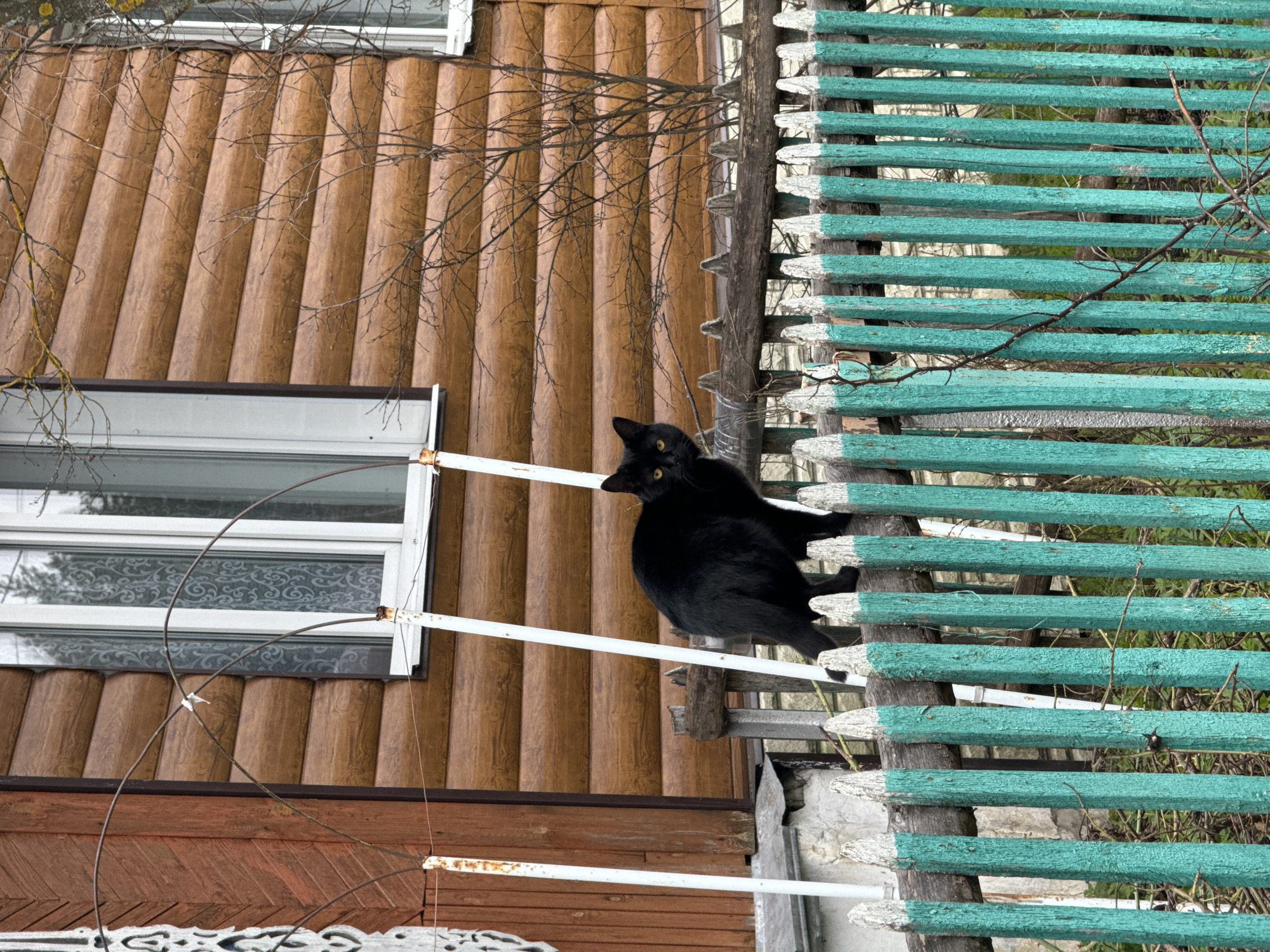 A black cat perches on a white railing in front of a turquoise and gray wooden fence. The background features a brown, vertically paneled wall with a white-framed window. Bare tree branches are visible throughout the scene. The location is Красный Маяк, Russia.