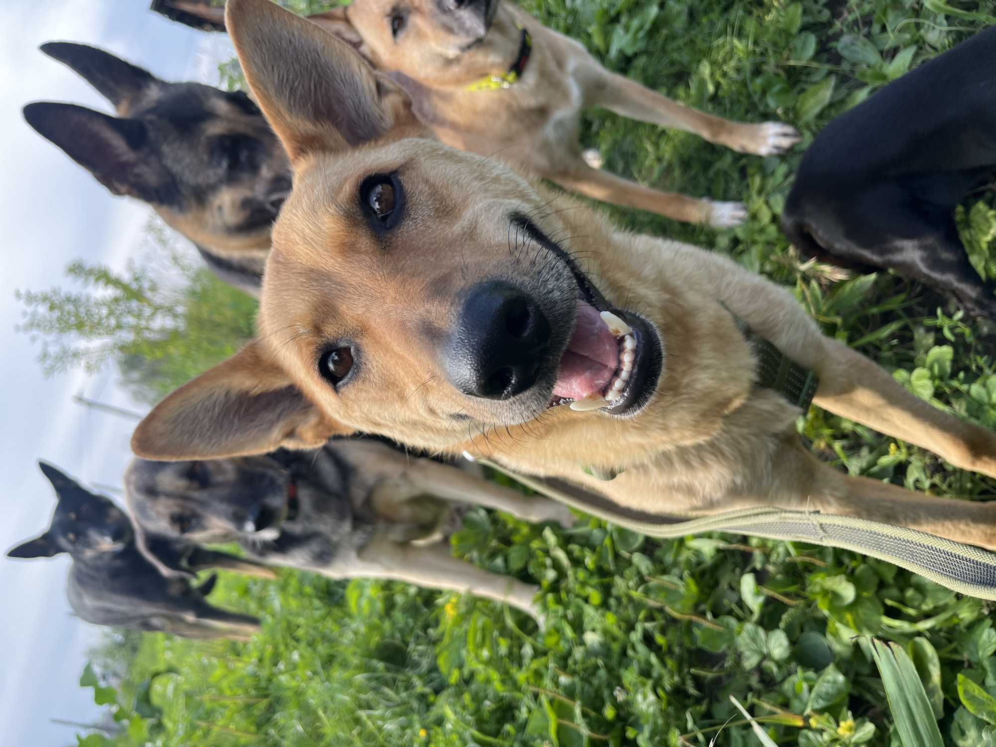 In an outdoor grassy area, a group of dogs are gathered. In the foreground, a tan-colored dog with its mouth open is looking directly at the camera. Behind it, another tan-colored dog is visible, wearing a yellow collar. To the left, a grey and black German Shepherd-type dog stands with its head lowered. Further back, another dog, primarily black and grey, is partially obscured by the dog in front. The environment consists of lush green grass and vegetation, with a cloudy sky overhead. There are no people or man-made structures immediately apparent in the scene. This image does not provide any information that would allow for the determination of its location within the city of Nizhny Tagil, Russia.