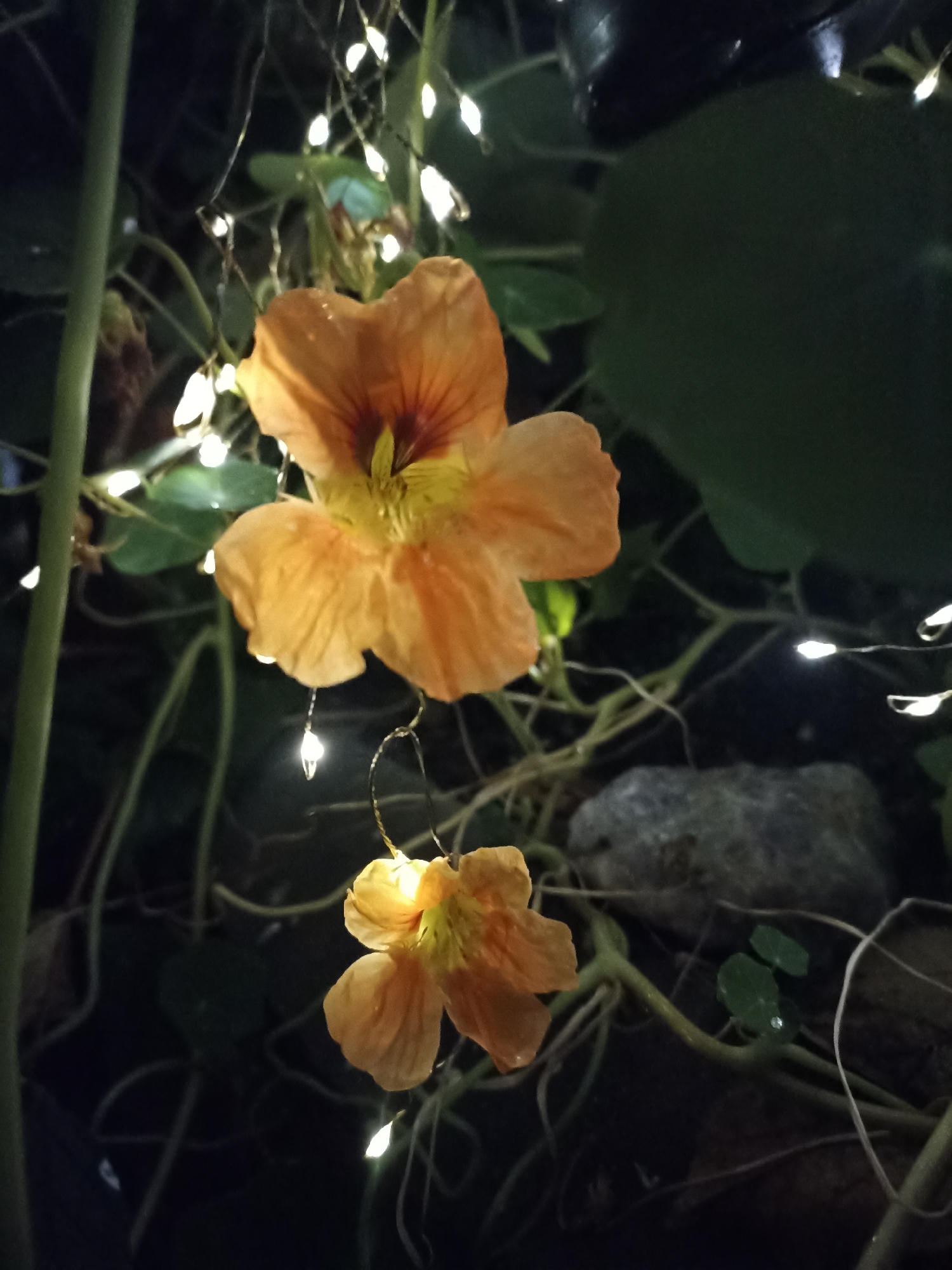 The image shows two orange nasturtium flowers illuminated by string lights in an outdoor setting. The flowers are in focus, with the upper flower larger and more prominent, displaying intricate petal details and a reddish-orange center. The lower flower is smaller and positioned below the upper one, also lit by the string lights. The background consists of dark foliage, possibly leaves and vines, and a few rocks. The string lights are small, bright, and appear to be wrapped around the plants, creating a festive or decorative ambiance. There are no people or animals visible in the image. The location in Mochische, Russia, is not discernible from the visual information provided.