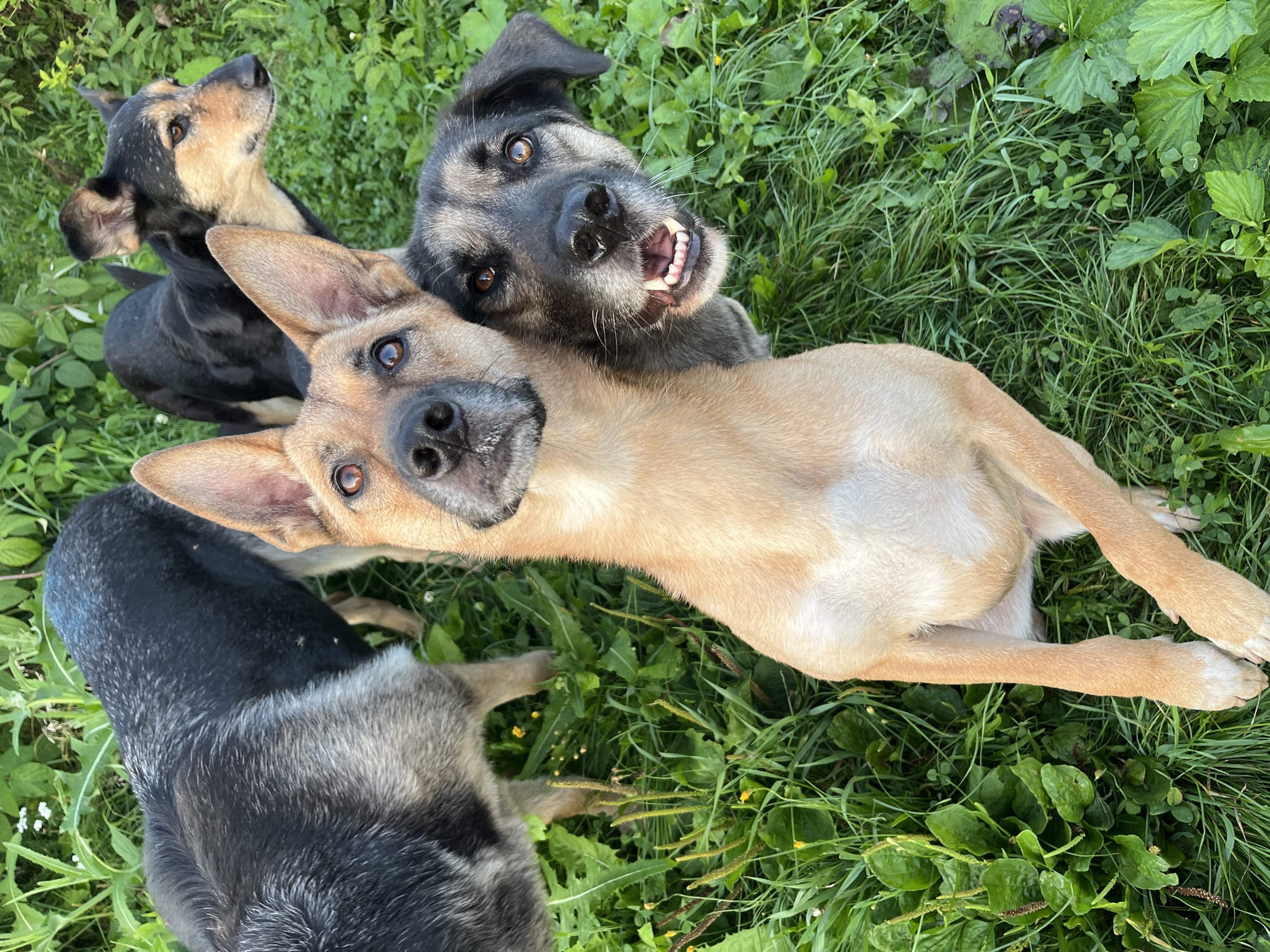 The image shows four dogs in a grassy area with some greenery and small yellow flowers. One dog, a tan German Shepherd mix, is in the foreground, looking up at the camera with its head tilted. Its front paws are crossed, and its body is angled to the right. To its right and slightly behind, another dog, a black and tan Shepherd mix, is looking directly at the camera with its mouth slightly open, revealing its teeth. Partially visible behind and to the left of the tan dog is the back of a large black and gray dog. Further back and to the right, another black and tan dog is visible, looking to the right. The dogs appear to be outdoors, likely in a park or a backyard. The lighting suggests it is daytime. The scene does not contain any specific landmarks or clues to pinpoint a location within Nizhny Tagil, Russia.