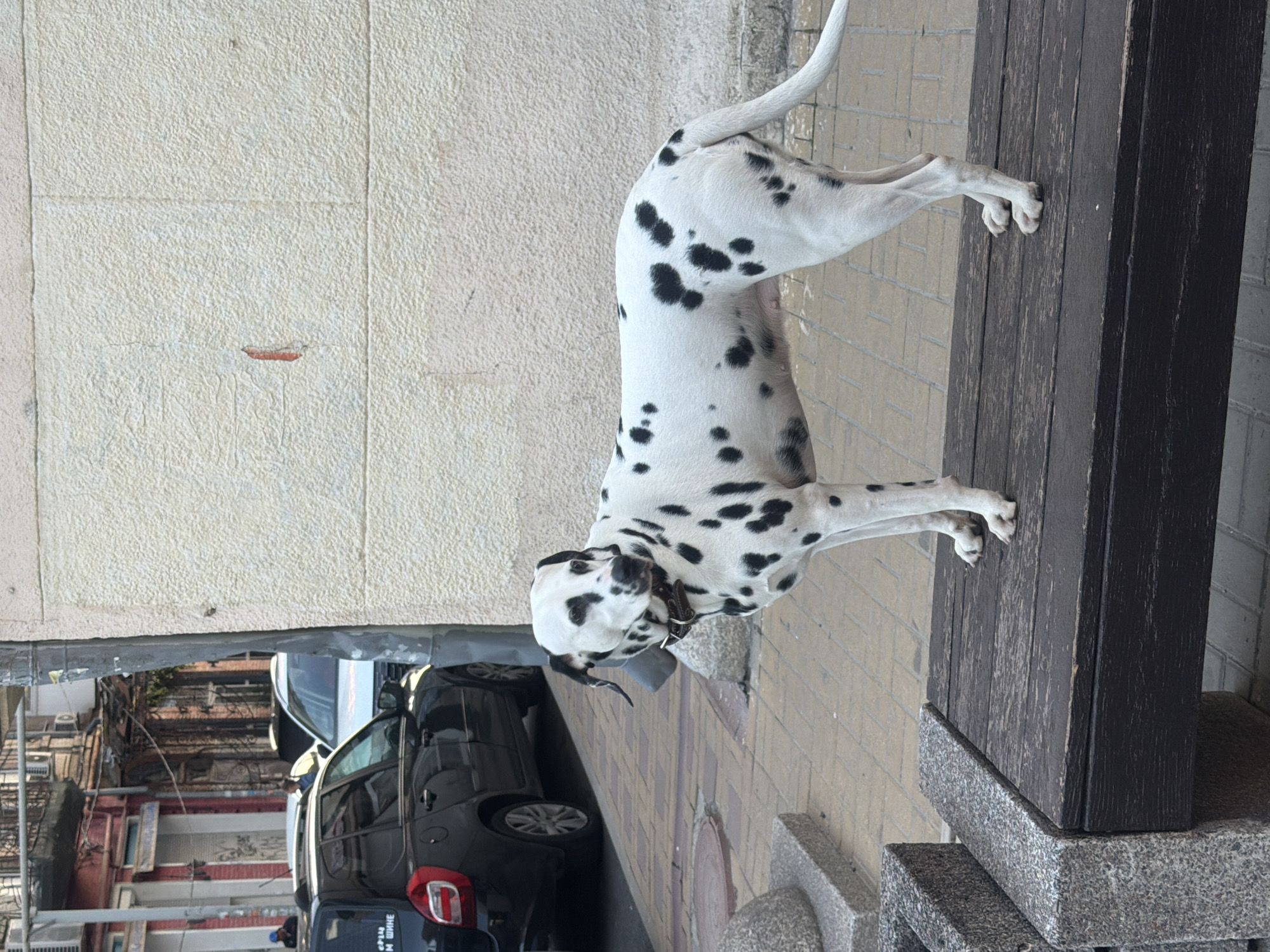An alert Dalmatian dog stands on an urban sidewalk in Rostov-on-Don, Russia, with its front paws resting on a dark brown wooden bench or planter. The dog is predominantly white with numerous black spots across its body, head, and tail, and wears a dark brown collar. It appears to be looking towards the left side of the frame, its head slightly tilted.
The immediate setting is a paved sidewalk made of light-brown and grey interlocking pavers. Behind the dog is a light-colored, textured building wall, showing some signs of wear and tear, including a small reddish mark. To the left and further back, a black Dacia Duster SUV is parked, partially visible. Other urban elements like wires, air conditioning units, and older buildings with balconies are discernible in the background.
The time of day appears to be daytime, with clear lighting suggesting fair weather. The scene captures a typical street environment in an urban area.
Visible text includes "DACIA" on the rear of the black SUV. Below the rear window, a sticker clearly displays "РЕГИОН 161", which is the vehicle registration code for Rostov Oblast, confirming the location. Above this, partial Russian text resembling "УНИВЕРСАЛ" (Universal/Wagon) is also present.