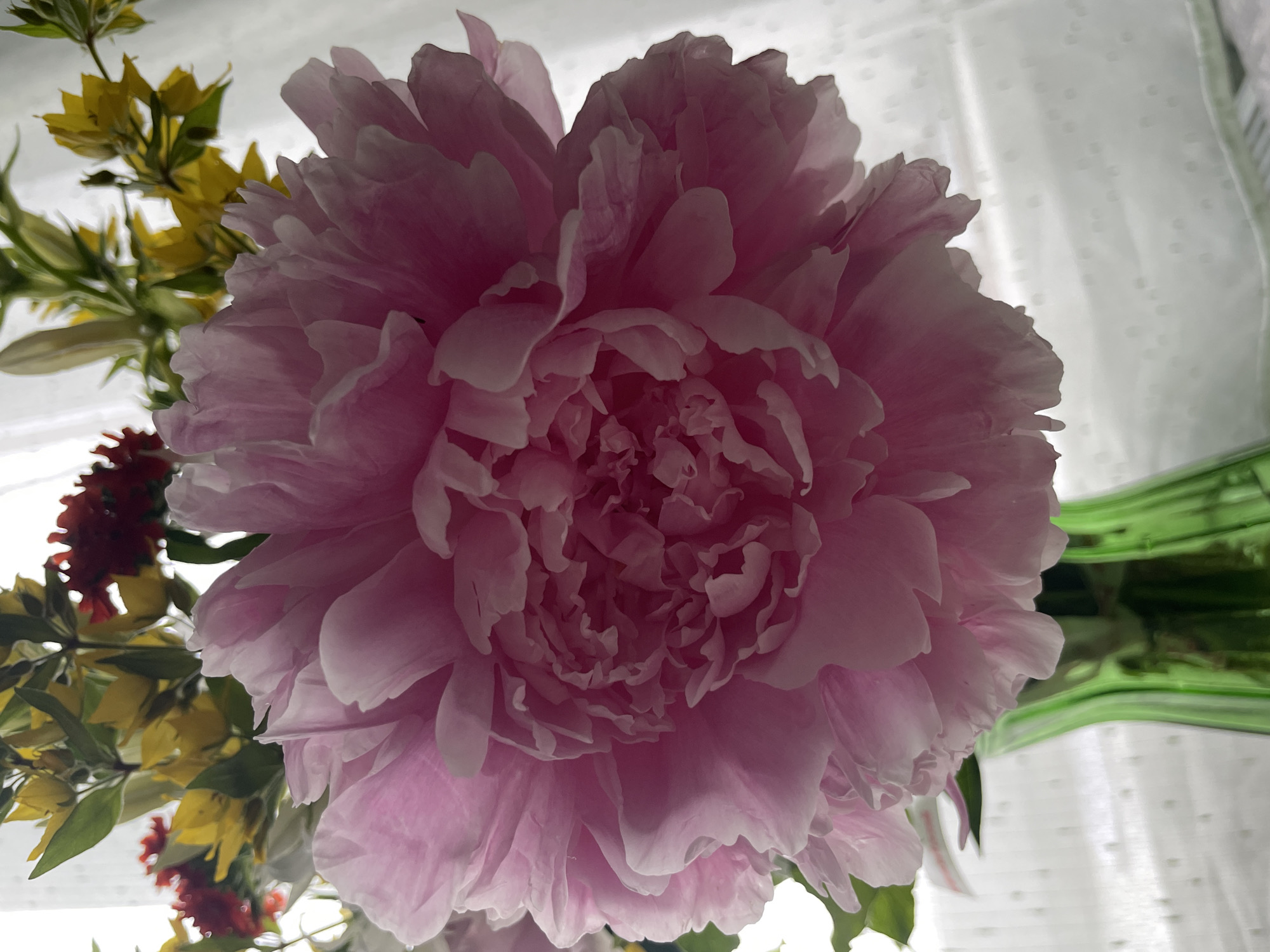 A close-up shot captures a large, pink peony in full bloom, its delicate petals layered and slightly ruffled. The peony is the primary subject, dominating the frame. Behind it, a blurred bouquet of smaller flowers with yellow and dark red petals can be seen, along with green leaves. The flowers are arranged in a bright green, ribbed vase. The background is a softly lit sheer curtain with a subtle pattern, suggesting an indoor setting. The lighting is diffuse and natural. There are no people or animals visible in the image. The scene evokes a sense of delicate beauty and floral arrangement. The location in the city of Perm, Russia is not discernible from the visual information provided.