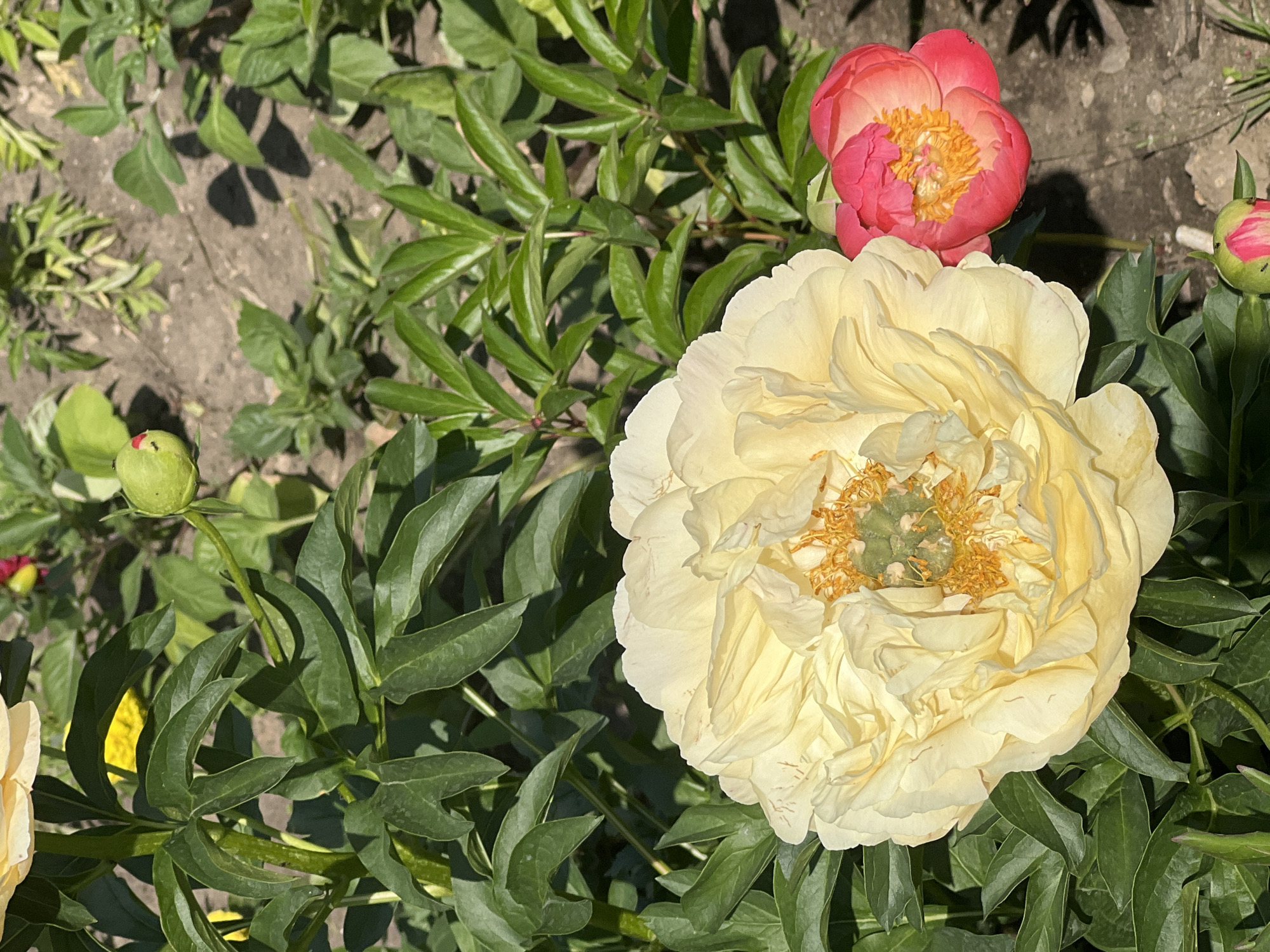 The image shows a close-up of peonies in a garden setting. The foreground features a large, creamy yellow peony in full bloom, with delicate, ruffled petals and a visible center of yellow stamens and green pistils. To the right of the yellow peony is a smaller, vibrant coral-pink peony, also in bloom, showcasing similar textured petals and a bright orange center. Surrounding the flowers are lush, green, serrated leaves. In the background, out of focus, are more green foliage and the dappled sunlight on the soil, suggesting an outdoor, natural environment. A green peony bud, partially opened with hints of pink, is visible in the upper left quadrant of the image. Another bud, showing pink and green, rests near the bottom of the frame. The overall impression is one of a flourishing garden on a sunny day. The image is a vertical shot, focusing on the floral subjects. There is no indication of the specific location within Moscow, Russia.