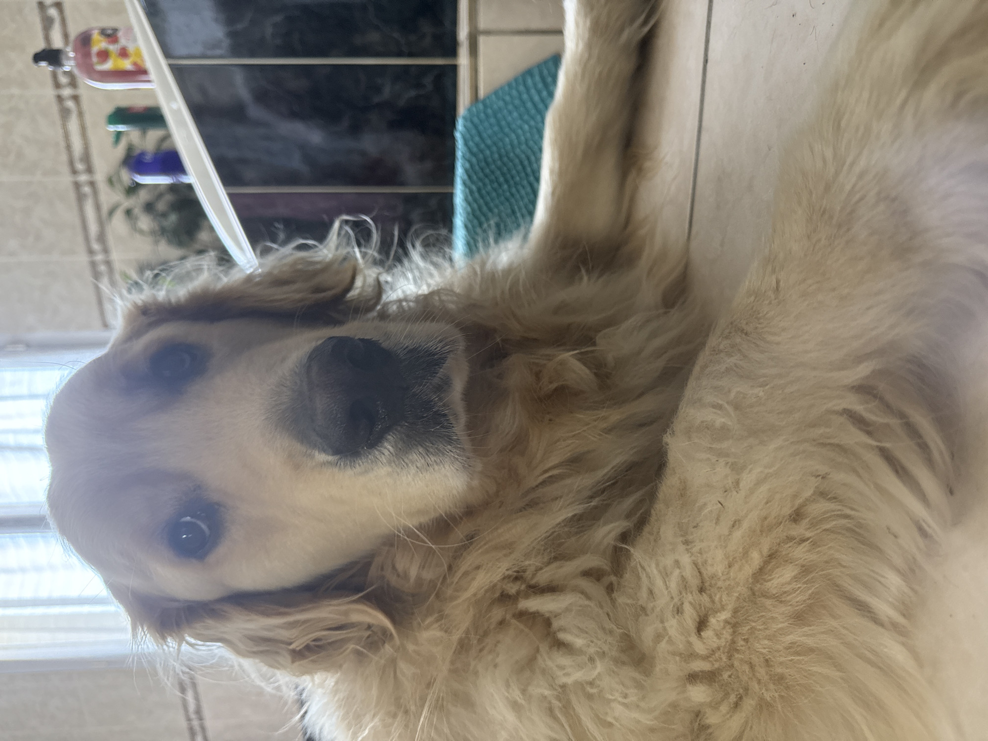 The image shows a close-up of a golden retriever dog. The dog is lying down on a tiled floor. Its head is in the foreground, and its body extends out of frame. The dog has light blonde fur and dark eyes. In the background, there are several objects on a shelf, including bottles of soap and plants. A blue textured mat is visible behind the dog. The overall lighting suggests an indoor setting, possibly a bathroom or laundry room. The location within the city of Saint-Chamond, France, is not determinable from the visual information provided in the image.