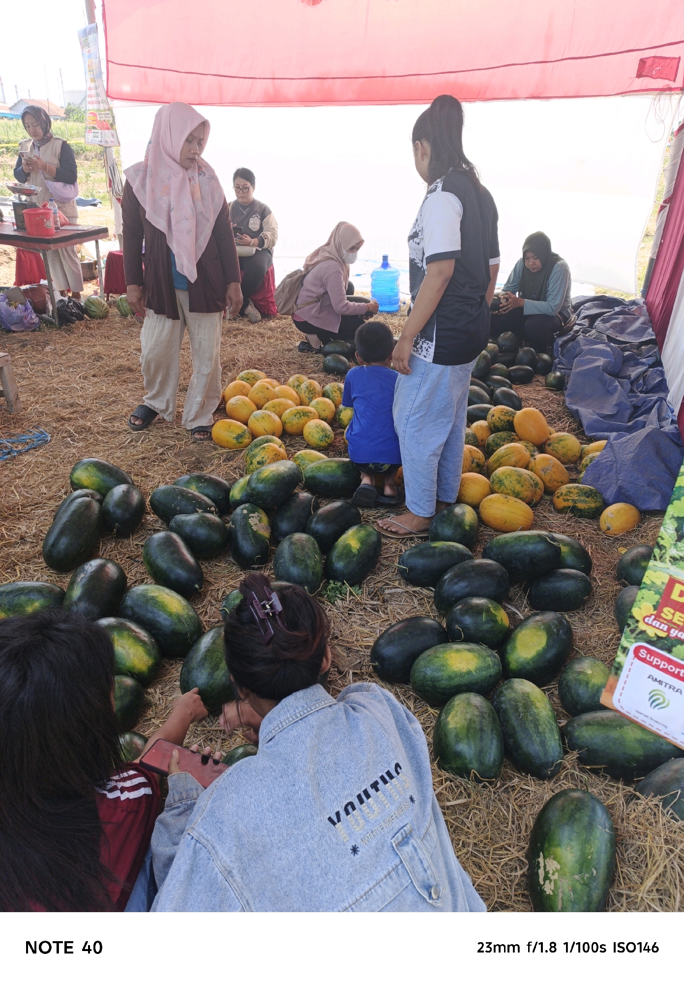 In Desa Lomanis, Indonesia, a group of people are gathered around a large collection of watermelons and yellow melons spread across a straw-covered ground, possibly at a market or farm stand. The scene is partially covered by a red and white tent structure. Several individuals, including women wearing headscarves, are visible. One woman in the foreground on the left, partially obscured, is wearing a maroon shirt with white stripes. Another woman in the center-left is wearing a light-colored headscarf and a dark cardigan over a blue shirt, with light-colored pants. A person in the background on the right, wearing a dark headscarf and a grey shirt, is seated. A young boy in a blue shirt is also present, facing away from the camera. In the foreground, two women are looking at a mobile phone. One is wearing a light blue denim jacket with embroidered text on the back, and the other is wearing a maroon top. A large blue water jug is visible in the background. A sign with text in Indonesian and an image of seeds is propped up in the right foreground.