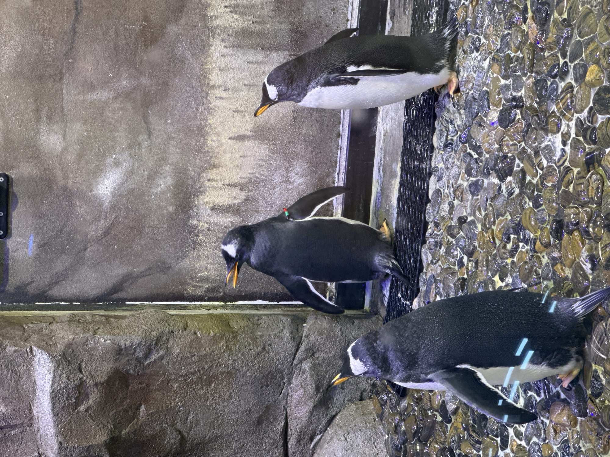 This media file captures three Gentoo penguins within an indoor, artificial habitat, likely an exhibit in an aquarium or zoo in Dubai, United Arab Emirates. The setting features rugged, dark gray and brown concrete or rock-like walls on the left, transitioning to a clear water body on the right. The bottom of the water is covered with a dense layer of shiny, smooth, multi-colored pebbles in shades of brown, gray, and black, reflecting overhead lights.
The penguins are predominantly black and white, characterized by their bright orange-yellow beaks and a prominent white stripe over the top of their heads. Two penguins are positioned closer to the viewer, standing at the edge of the water and looking downwards. The third penguin is further back and to the left, also seemingly focused downwards. One of the central penguins has a small red and green identification band visible on its left flipper. Their feathers appear slightly wet, suggesting they may have recently been in the water. The overall environment mimics a rocky shoreline, designed to provide a suitable enclosure for these aquatic birds. There is no visible text in the image.