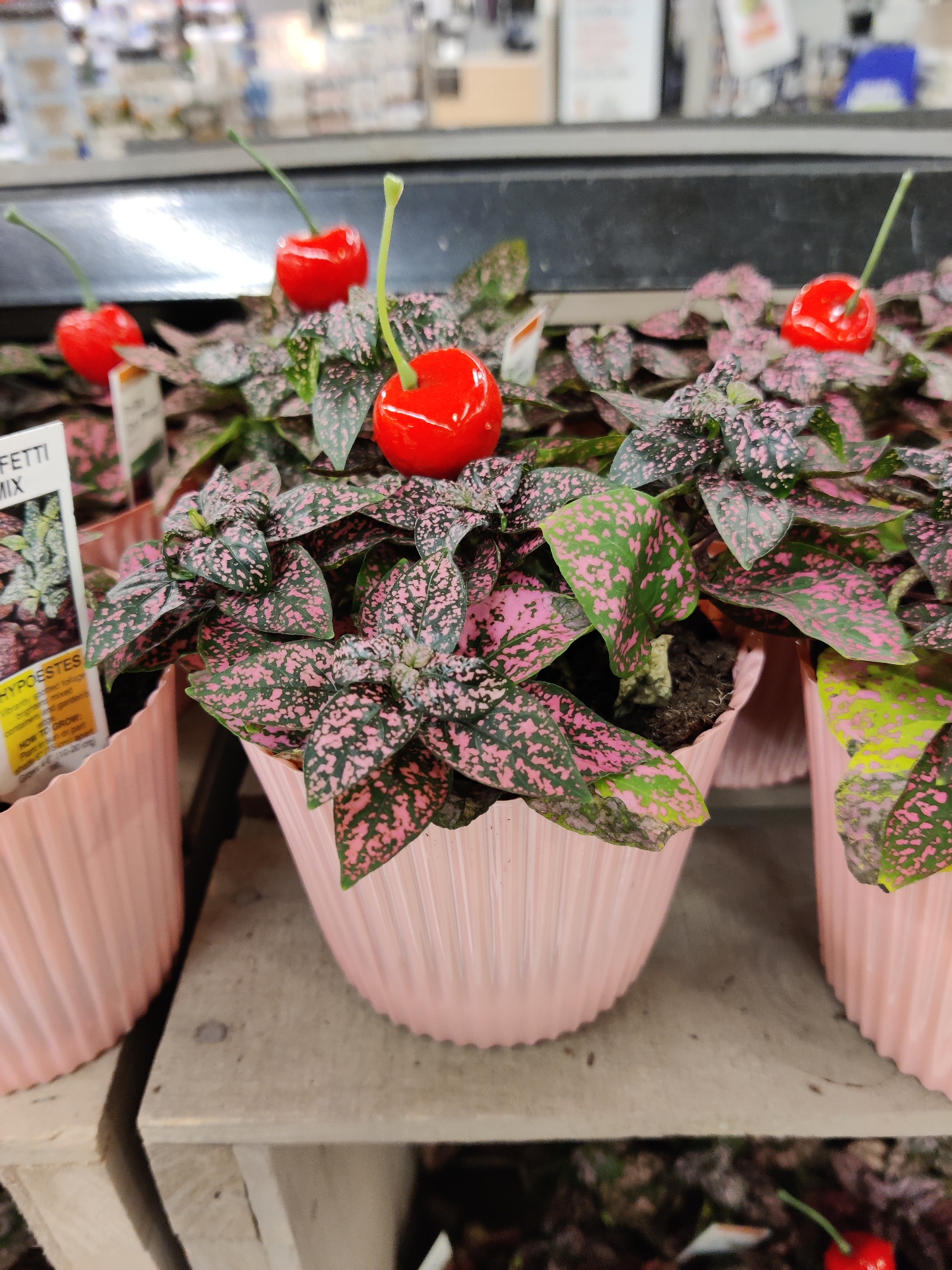 This is a medium shot of several potted polka dot plants with bright red decorative cherries on stems placed among the leaves. The plants have green leaves with irregular pink spots. They are in pale pink ribbed pots. The pots are arranged on a gray, slightly textured surface, possibly a shelf. In the background, the scene is blurry, suggesting an indoor retail environment such as a garden center or nursery. The focus is on the plants and the cherry decorations.