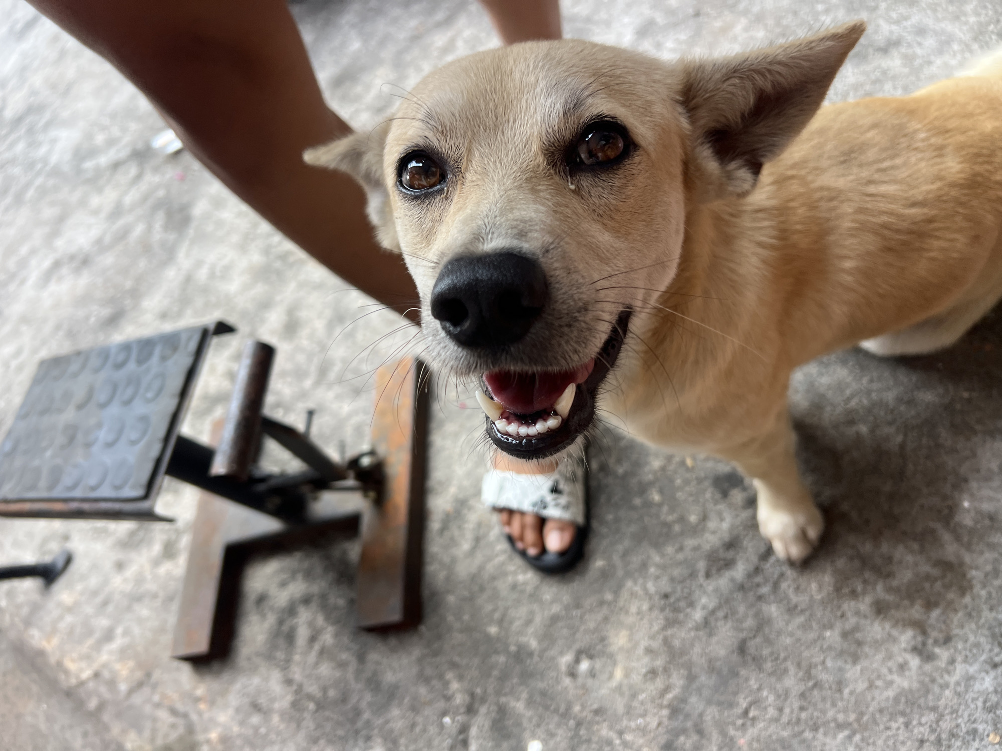 A tan-colored chihuahua-mix dog is shown from a high-angle perspective, looking up at the camera. The dog's mouth is open, revealing its teeth and tongue. To the left of the dog, a human foot wearing a white and black sandal is visible on a gray concrete surface. In the background, a metal exercise bench with a textured surface and wooden legs is partially visible. The scene appears to be outdoors, on a concrete ground.