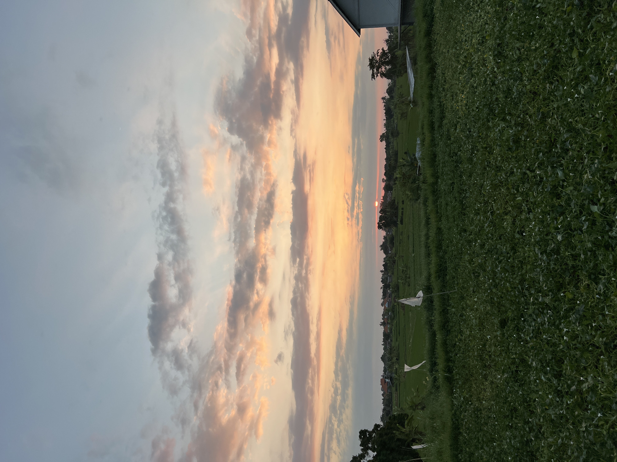 A sunset paints the sky with hues of orange, pink, and yellow over a verdant rural landscape in Sawan, Indonesia. In the foreground, a field of dense, low-lying green plants, possibly water spinach, covers the ground. Further back, terraced rice paddies stretch across the middle ground, punctuated by white flags or markers. A small cluster of buildings with reddish-brown roofs is visible in the distance, nestled amongst scattered trees. The sky is filled with soft, wispy clouds that catch the fading sunlight. On the right side of the image, the corner of a light-colored building with a slanted roof is partially visible. The overall scene depicts a tranquil evening in the Balinese countryside.
