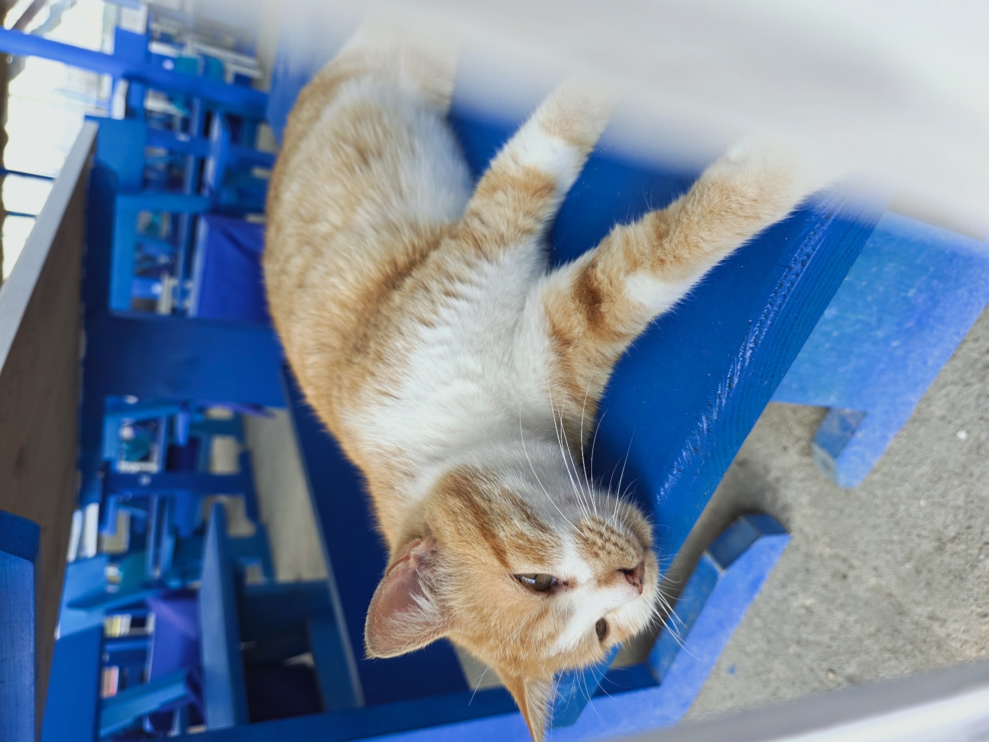 A ginger cat lies on a blue wooden chair. The chair is part of a stack of similar chairs. The photograph was taken in the city of Varna, Bulgaria.