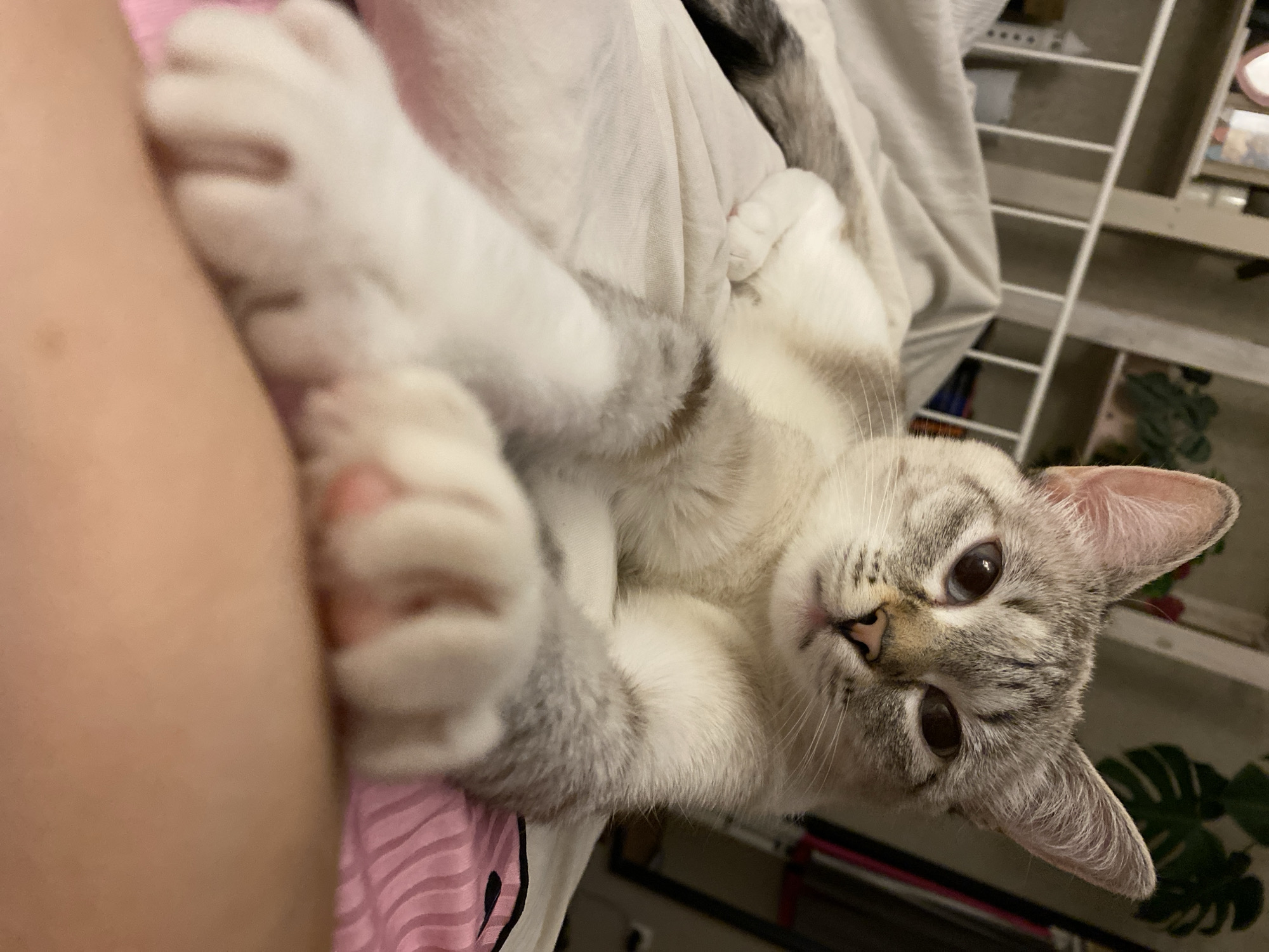 A light-colored cat with brown eyes is lying down, facing the camera. Its paws are extended. The cat is lying on a light-colored sheet. A human arm and pink striped fabric are visible in the bottom left corner. A white shelf with items on it and a green potted plant are visible in the background. The location is not discernible from the image.