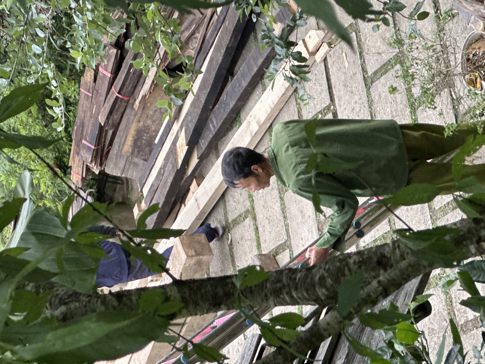 In Ta Xua, Vietnam, a man in a green uniform stands on a paved walkway, looking towards a stack of lumber. Another person, partially obscured by foliage and a tree trunk, is seen in the background wearing a blue jacket and dark pants. The environment is outdoors, with abundant green foliage surrounding the scene. The lumber, a significant visual element, is stacked in varying shades of brown and appears to be prepared for some form of construction or renovation. The man in green is positioned as if observing or directing the work, with his hands near a metal railing, suggesting an active role in the activity. The ground beneath them is composed of rectangular paving stones, interspersed with patches of grass.
