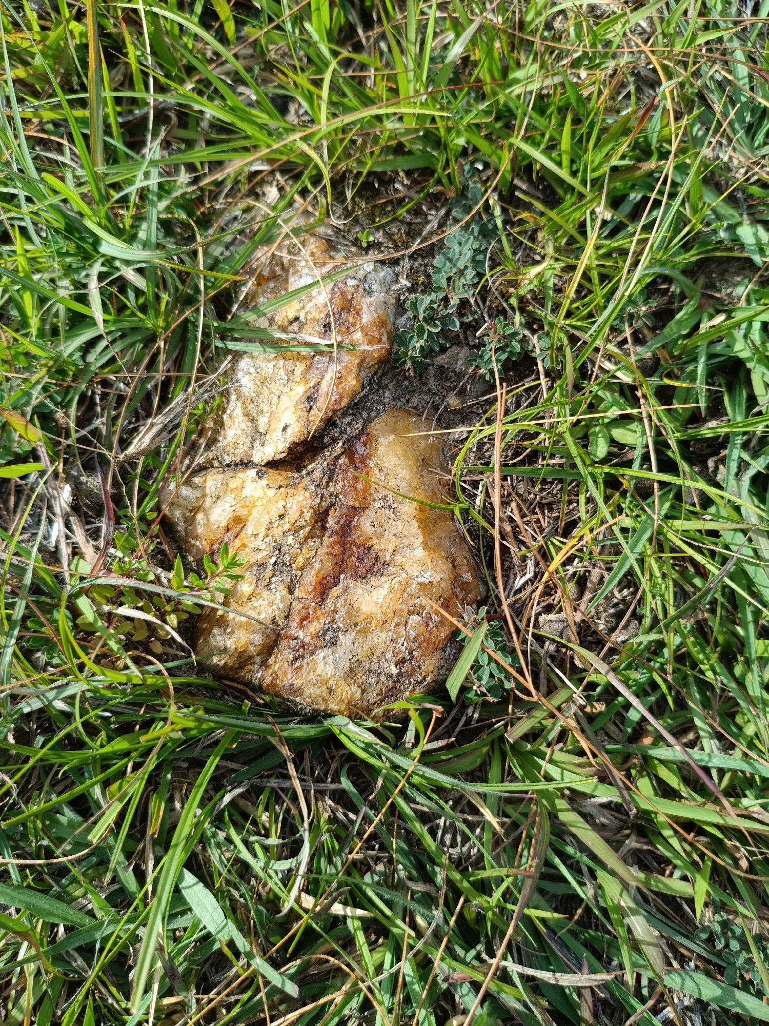A close-up, top-down shot shows two brown and tan rocks nestled amongst green and brown grass. The rocks are unevenly textured and appear to be partially covered in dirt. The grass is sparse in some areas, revealing more of the soil beneath. A few small, green plants with rounded leaves are scattered amongst the grass. The overall scene suggests an outdoor, natural environment. This image does not contain any recognizable landmarks or features that would allow for specific location identification within Chhaki, India.