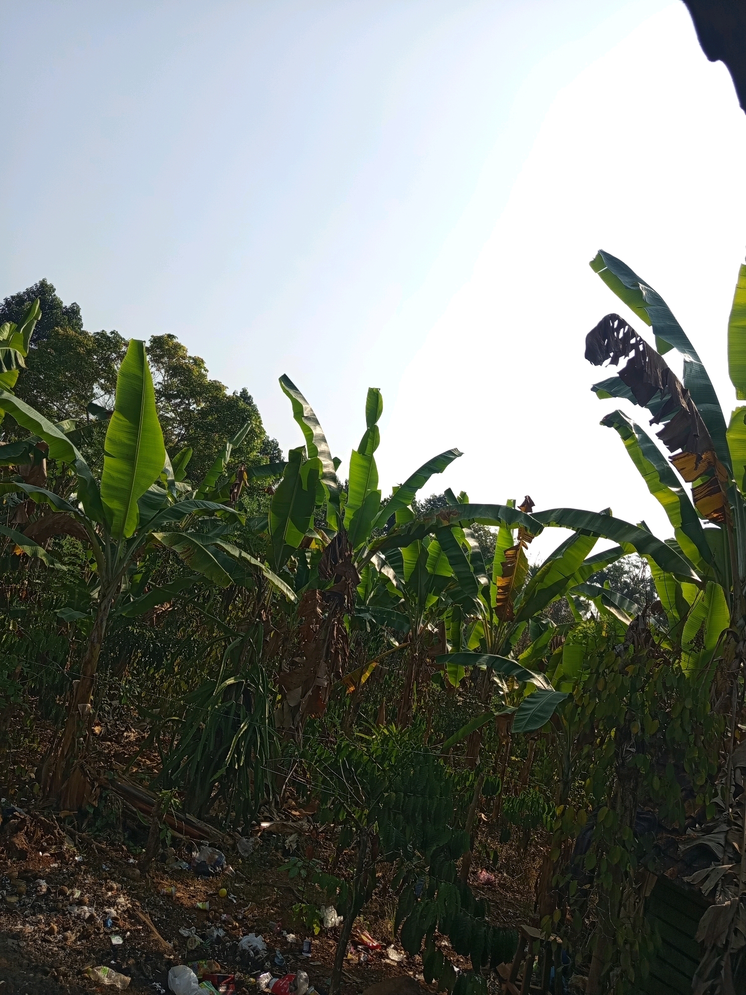 The image depicts an outdoor scene in a tropical environment, likely a rural area or a plantation, with a clear sky overhead. The foreground and midground are dominated by numerous banana trees, identifiable by their large, broad leaves. Some of these leaves appear green and healthy, while others show signs of browning and decay, suggesting varying stages of growth or environmental stress. The ground is covered in soil, debris, and scattered pieces of litter, including plastic bags and bottles, indicating a lack of proper waste management in the area. In the background, a dense canopy of trees provides a lush green backdrop, characteristic of a forest or a heavily vegetated landscape. The overall impression is one of a natural setting that is also impacted by human presence, evidenced by the discarded waste. The scene is consistent with locations found in Karang Sari, Indonesia, given the tropical climate and the prevalence of banana cultivation in the region. There are no people visible in the image.