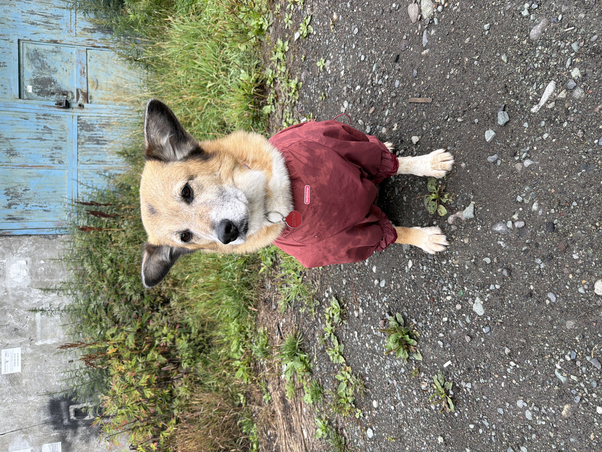 A medium-sized dog with tan and black fur and large erect ears sits on a gravel path. The dog is wearing a dark red dog jacket that covers its body and hind legs. A circular red tag with Cyrillic lettering and a small rectangular tag with "ForCuteDogs" written on it are attached to the dog's collar. The dog is looking to the left of the frame. In the background, there is dense green vegetation and a large, weathered blue metal garage door with a padlock. The ground is covered with small stones and dirt, with some sparse green plants growing through. The overall environment suggests an outdoor, utilitarian setting, possibly in an industrial or service area. The image was taken in Petropavlovsk-Kamchatsky, Russia.