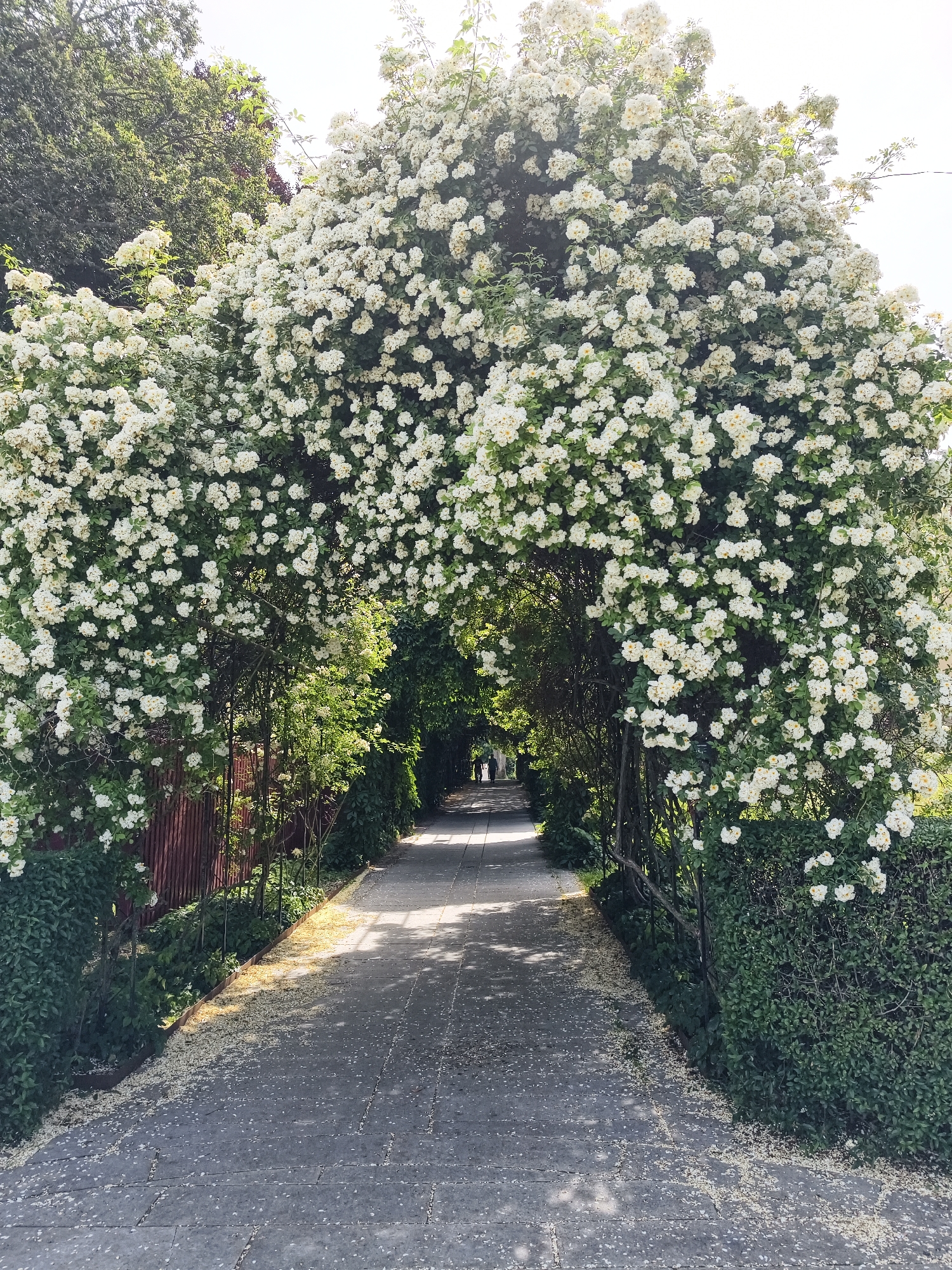 A paved pathway leads through an archway formed by abundant white flowering bushes, likely roses, creating a tunnel of blossoms. The pathway is dappled with sunlight and scattered with fallen petals. On the left, a wooden fence runs alongside the pathway, partially obscured by lush green foliage. On the right, more dense green bushes line the path. In the distance, two figures are visible walking away from the camera down the pathway. The scene appears to be outdoors in a garden or park setting. Based on the description and visual cues, this location is likely the rose tunnel at Gamla Linköping Open-Air Museum in Linköping, Sweden.