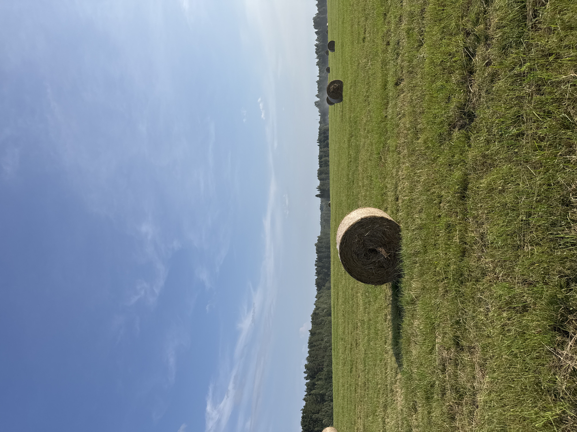 A wide shot captures a sunlit, grassy field with several large, round hay bales scattered across it. The field is a vibrant green, with some patches of drier grass. In the foreground, a single hay bale is prominently featured on the right side of the frame, casting a distinct shadow. Further into the field, more hay bales are visible, diminishing in size with distance. The background is a dense line of green trees, suggesting a forest edge. Above the trees, a clear blue sky stretches across the frame, punctuated by a few wispy white clouds. The scene suggests a rural landscape, likely in or around the city of Yablonovka, Russia, during daylight hours. There are no people or animals visible in the image.