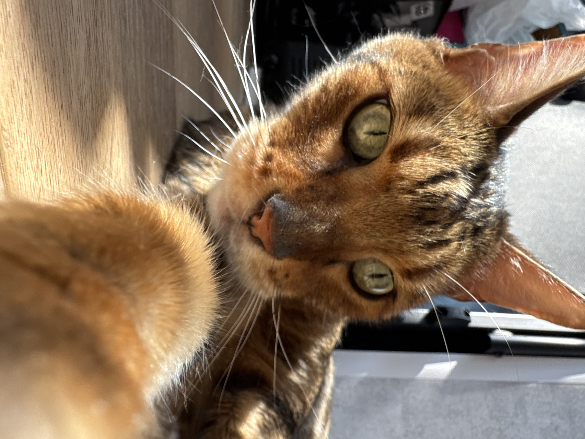 A close-up, eye-level shot depicts a Bengal cat with green eyes and a tabby-patterned coat. The cat's head is tilted, with the muzzle facing the viewer. Long, white whiskers extend from the cat's face. The background is blurred and out of focus, showing an ambiguous interior setting. The cat's front paw is partially visible in the foreground.